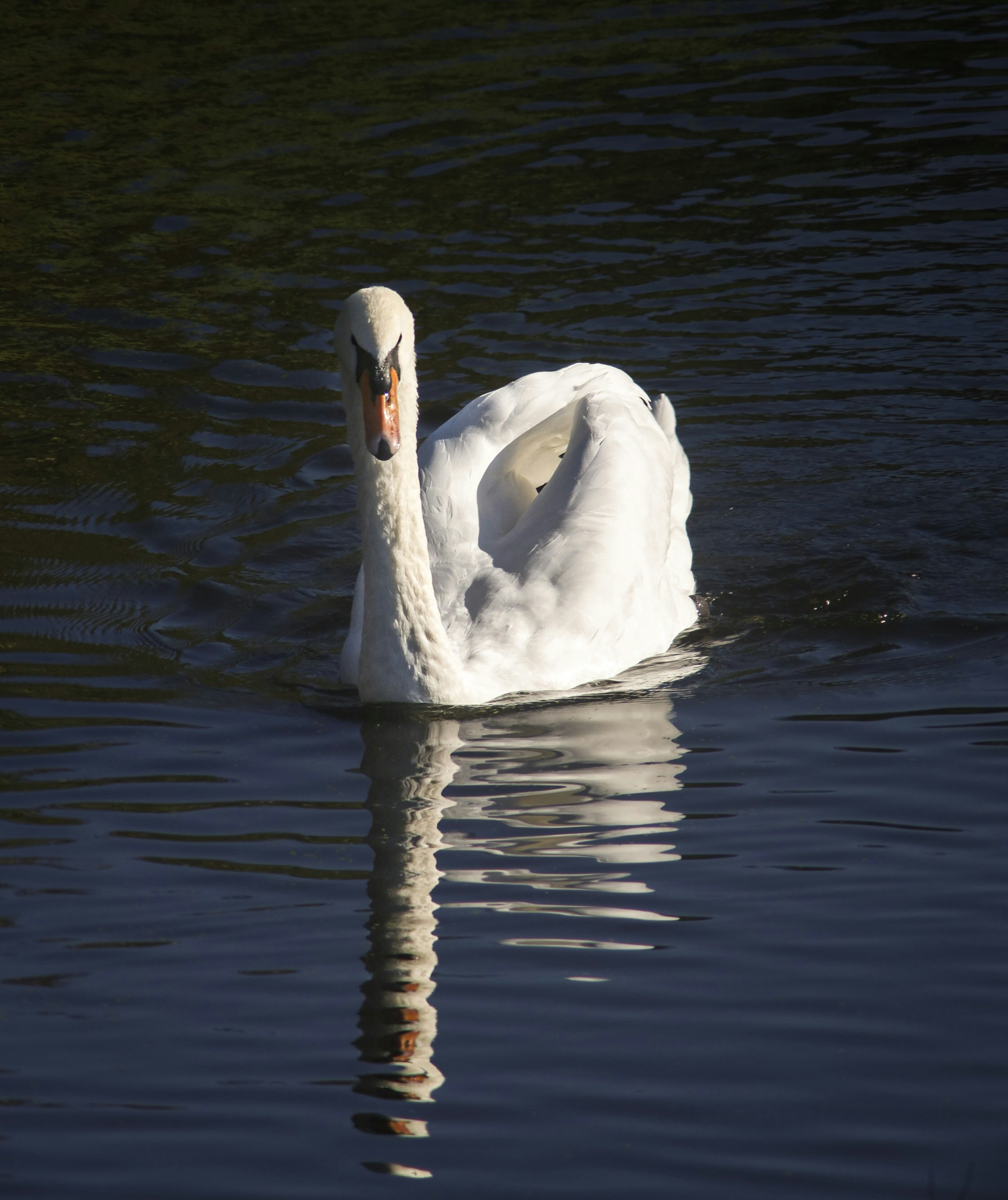 Photo by thomas_de_fretes