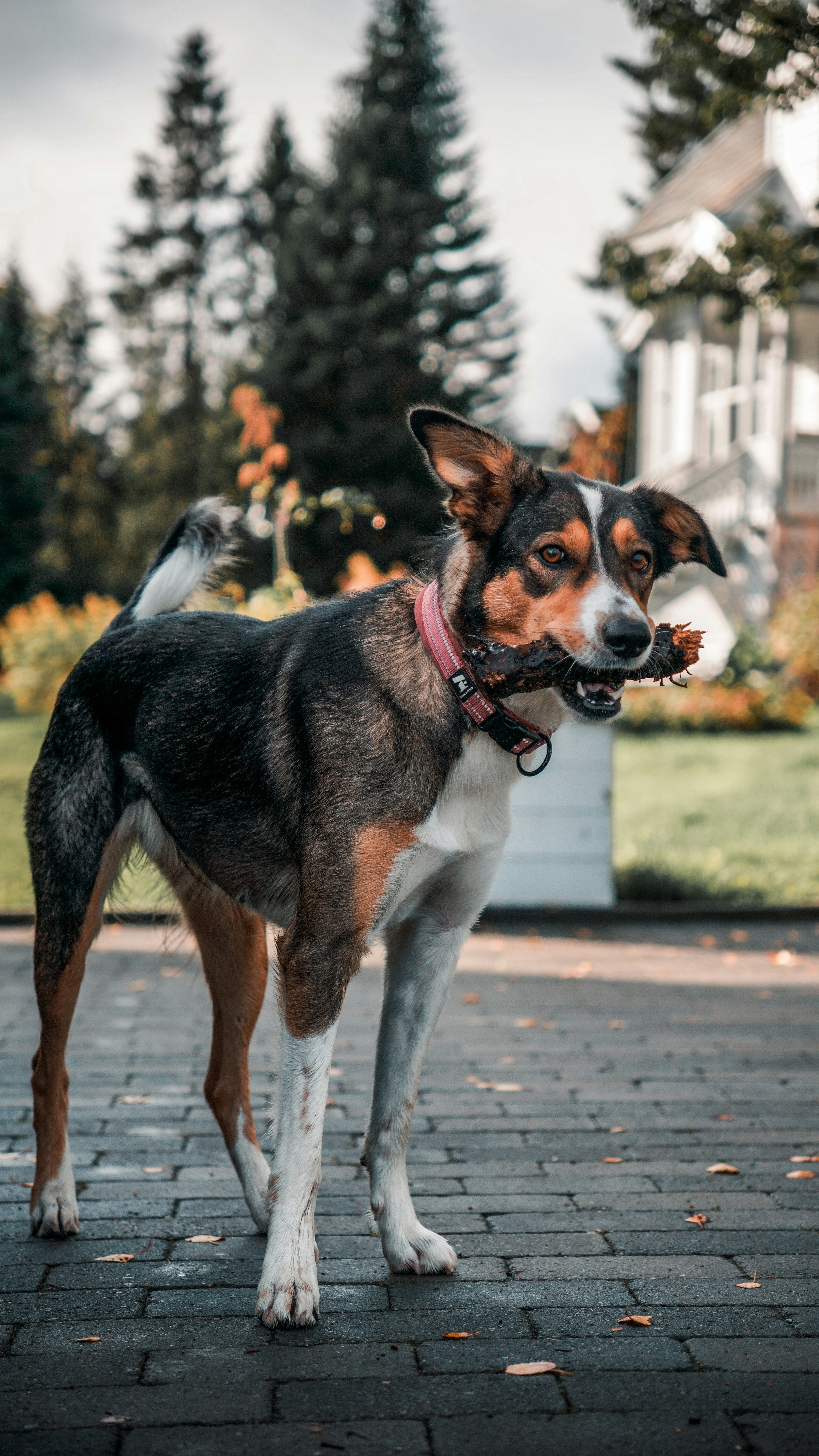 A dog standing on a brick walkway in front of a house