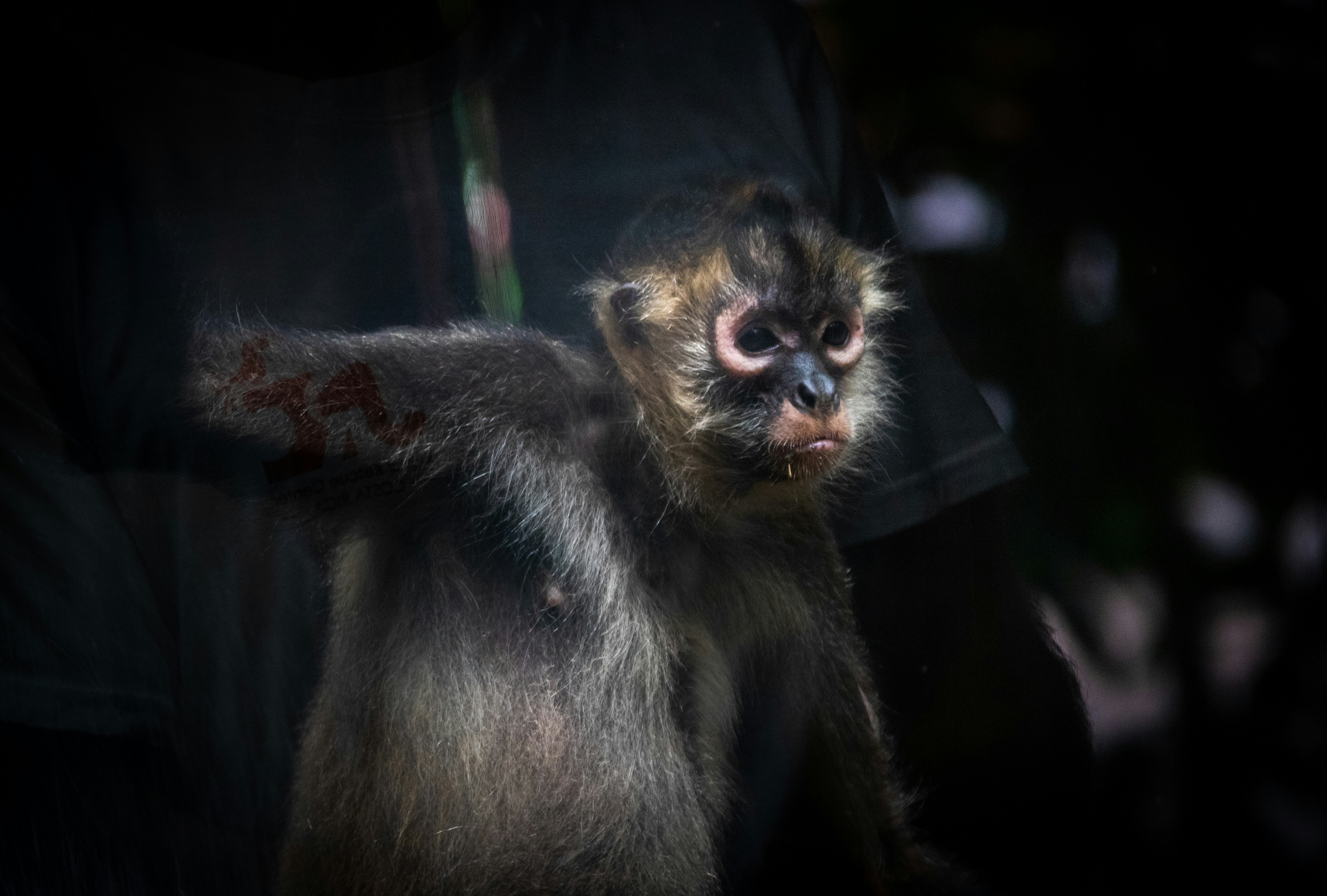 Cuando la selva despierta: guía para vivir un safari nocturno en la Moskitia