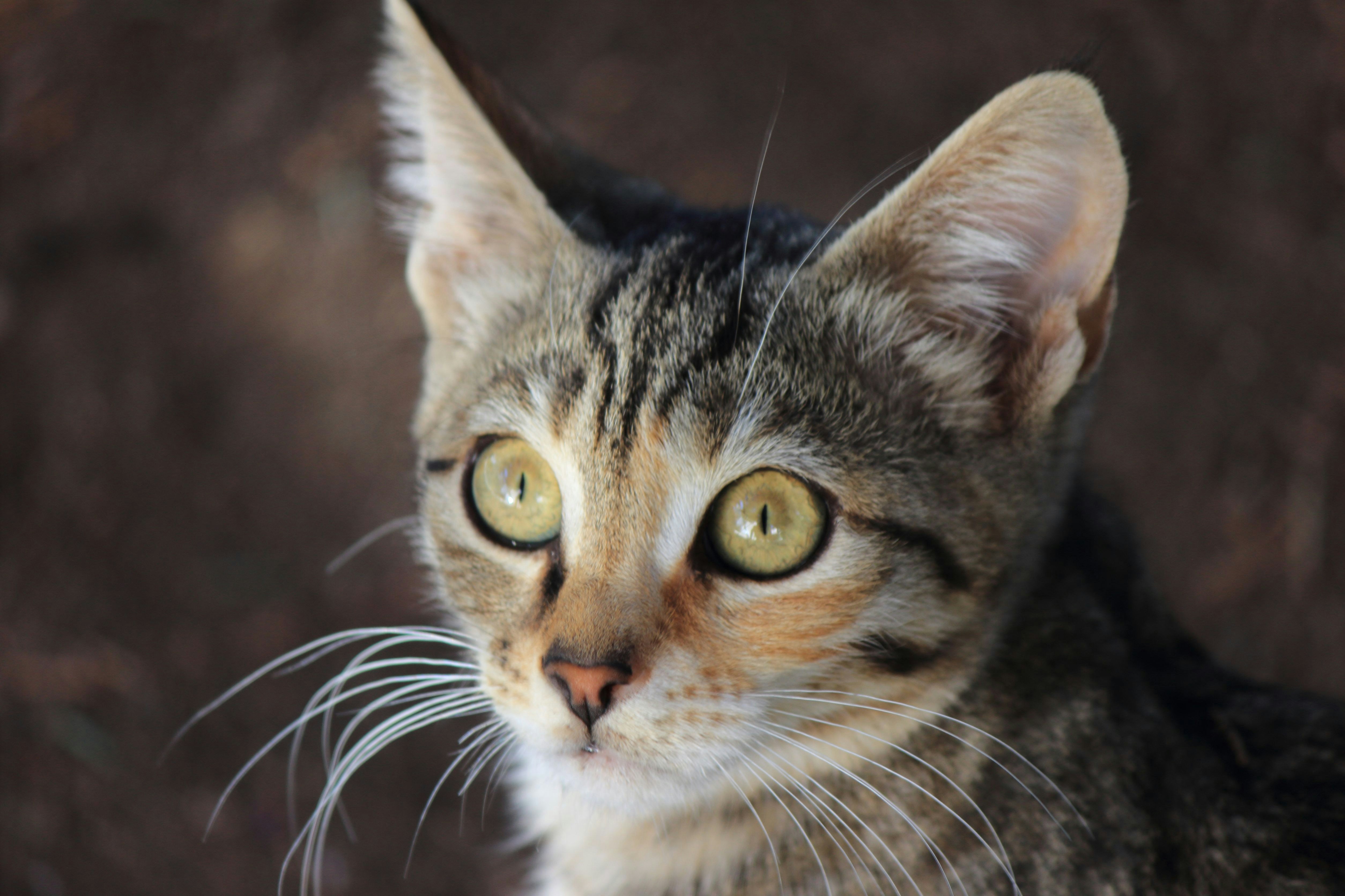 Fueling Feline Longevity: Unveiling the Best Food for Senior Cats and Their Golden Years