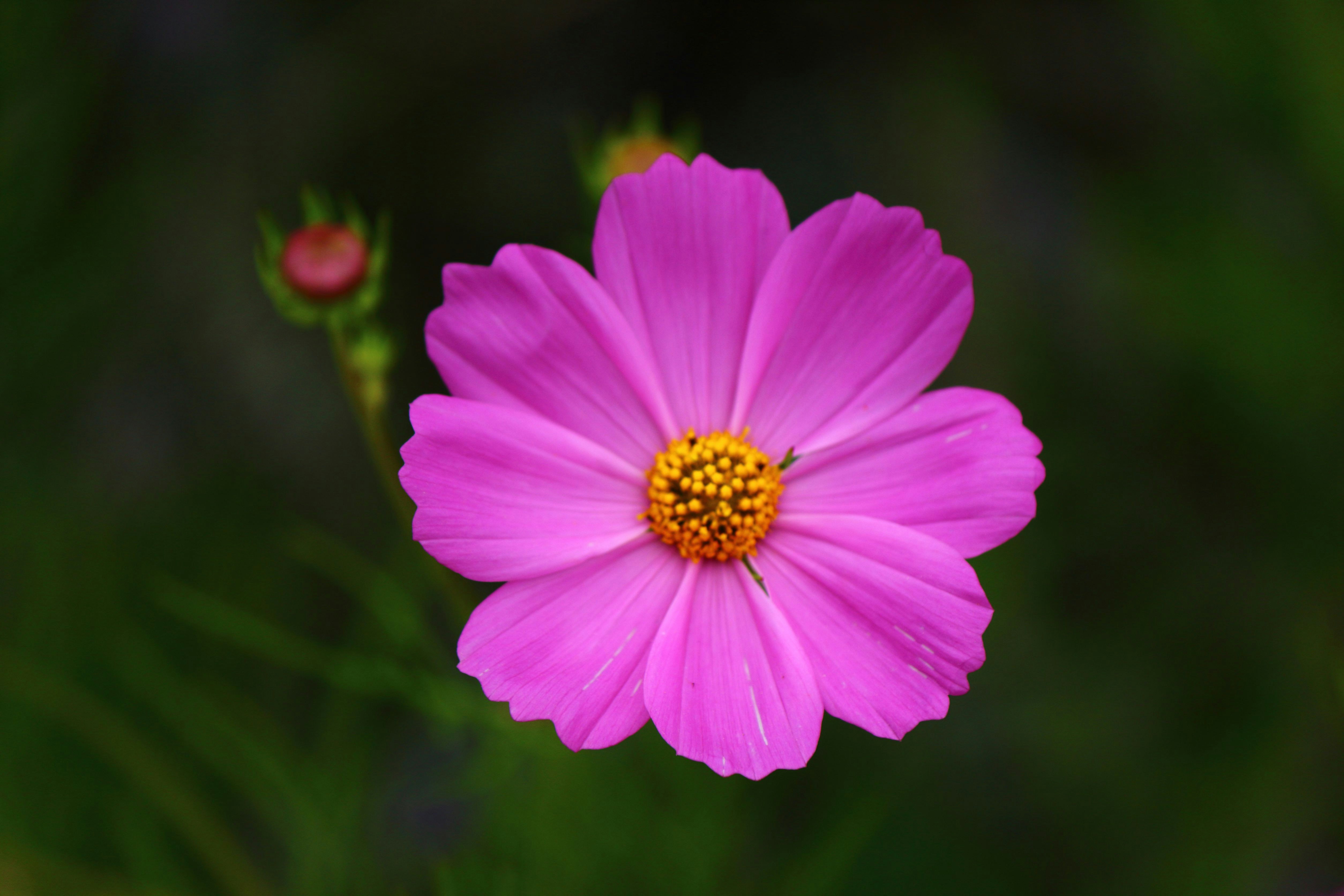 Photo by cengizozarpat