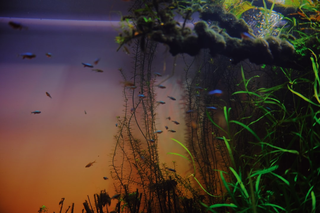 Cloudy aquarium water example