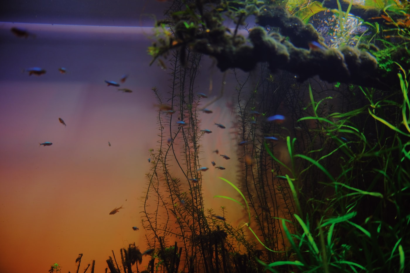 Grüne Pflanzenlandschaft in einem Aquarium