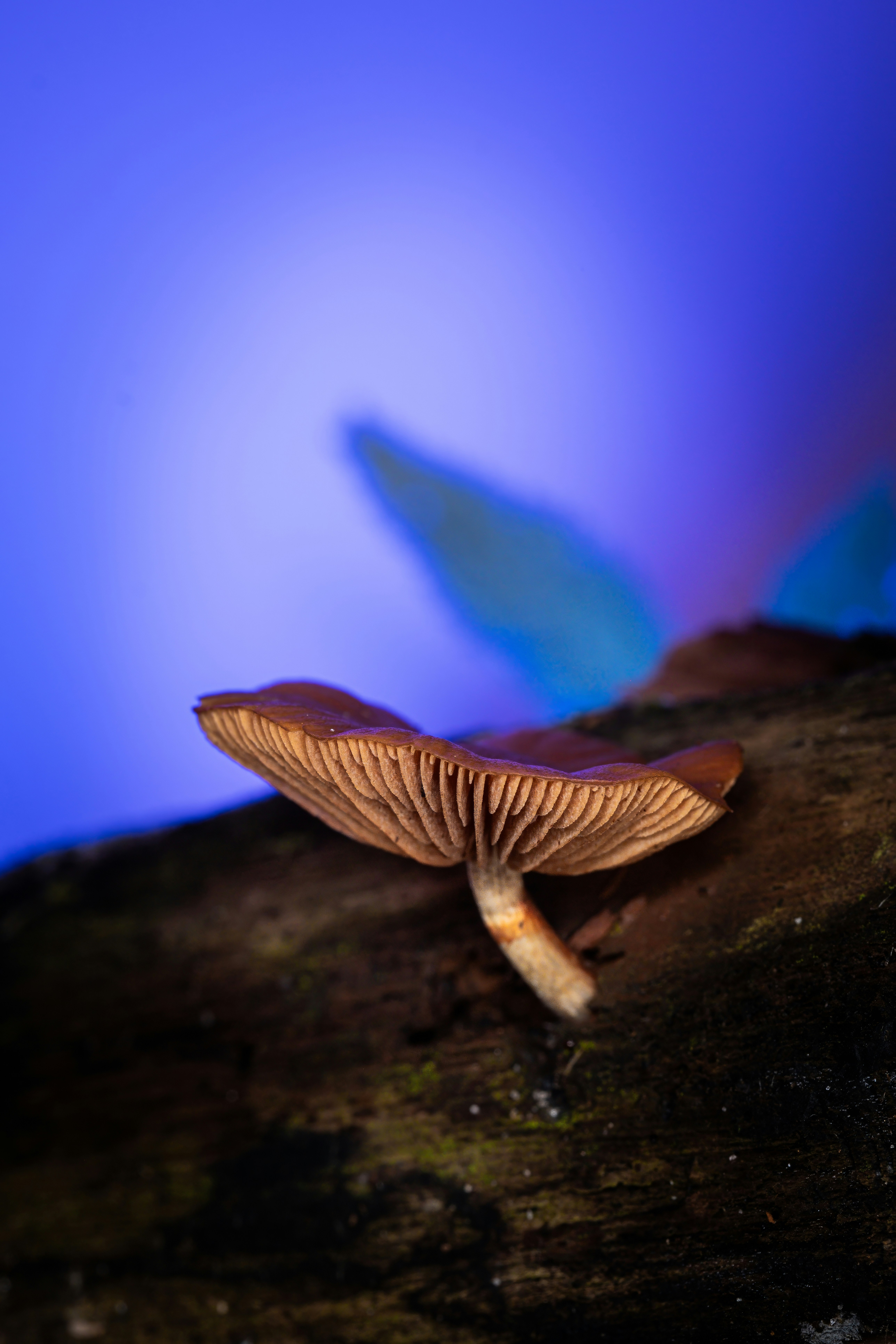 A close up of a mushroom on a tree branch