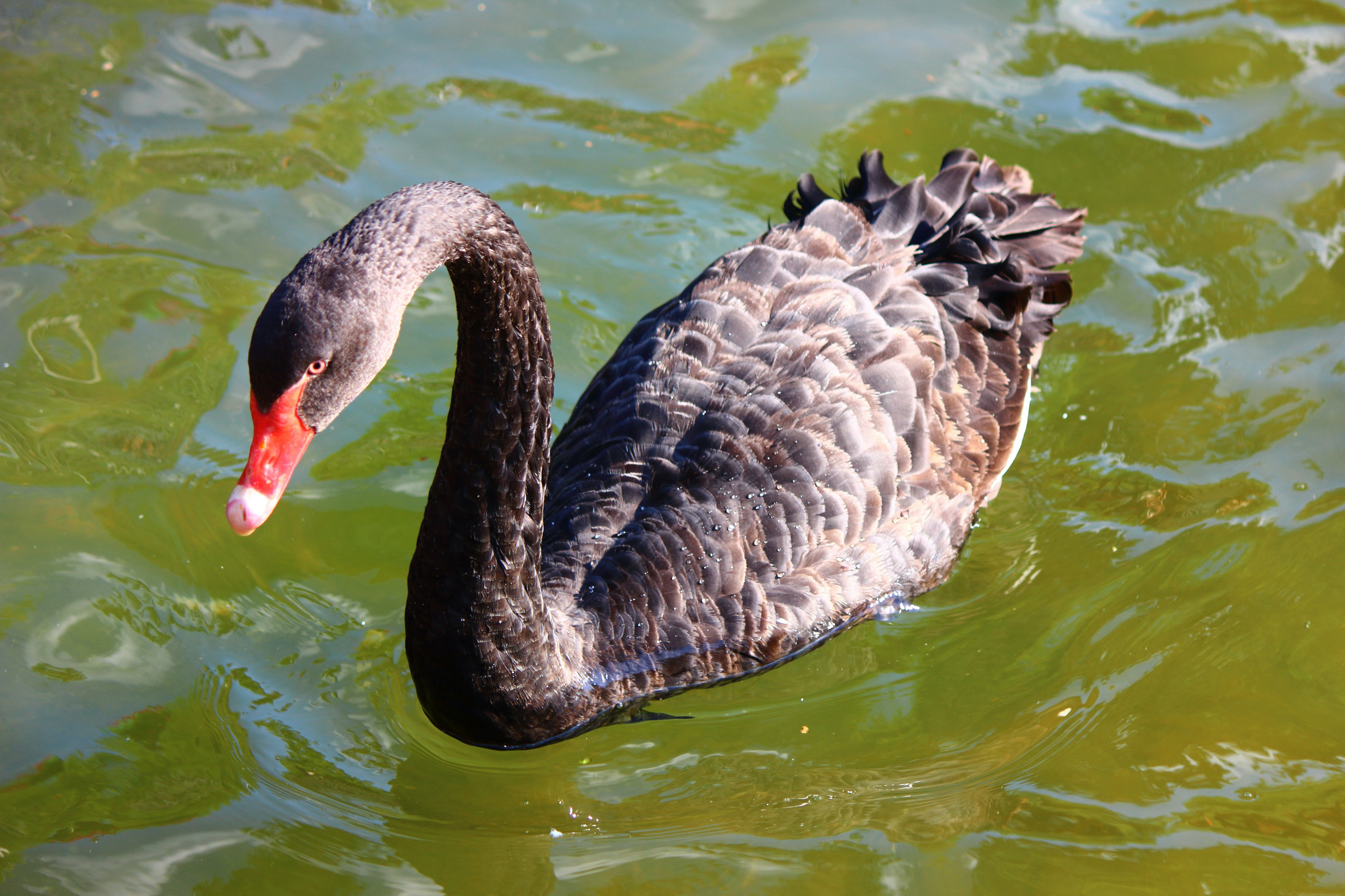 Photo by cengizozarpat