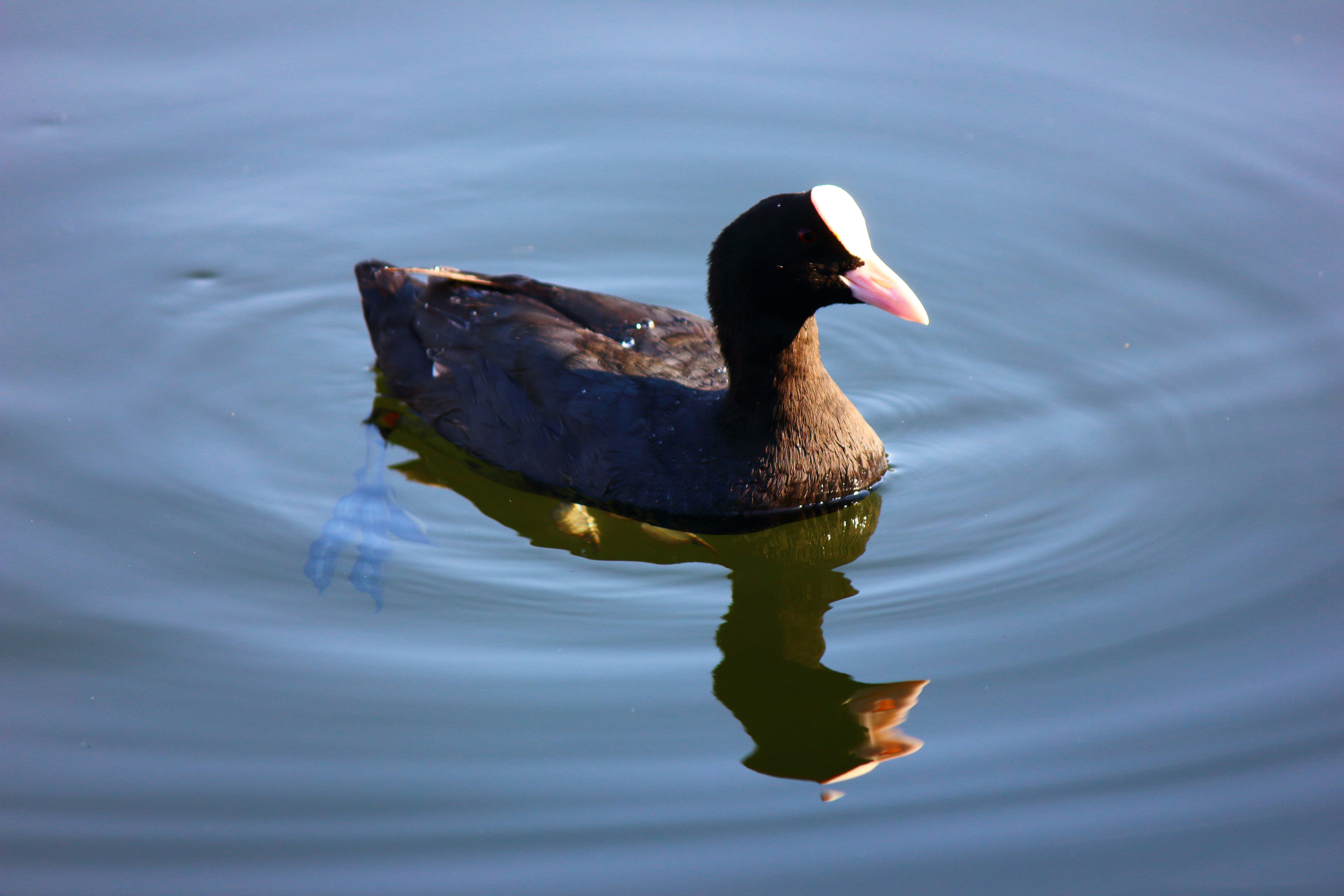 Photo by cengizozarpat