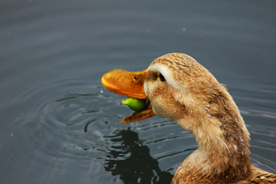A duck in the water with a frisbee in its mouth