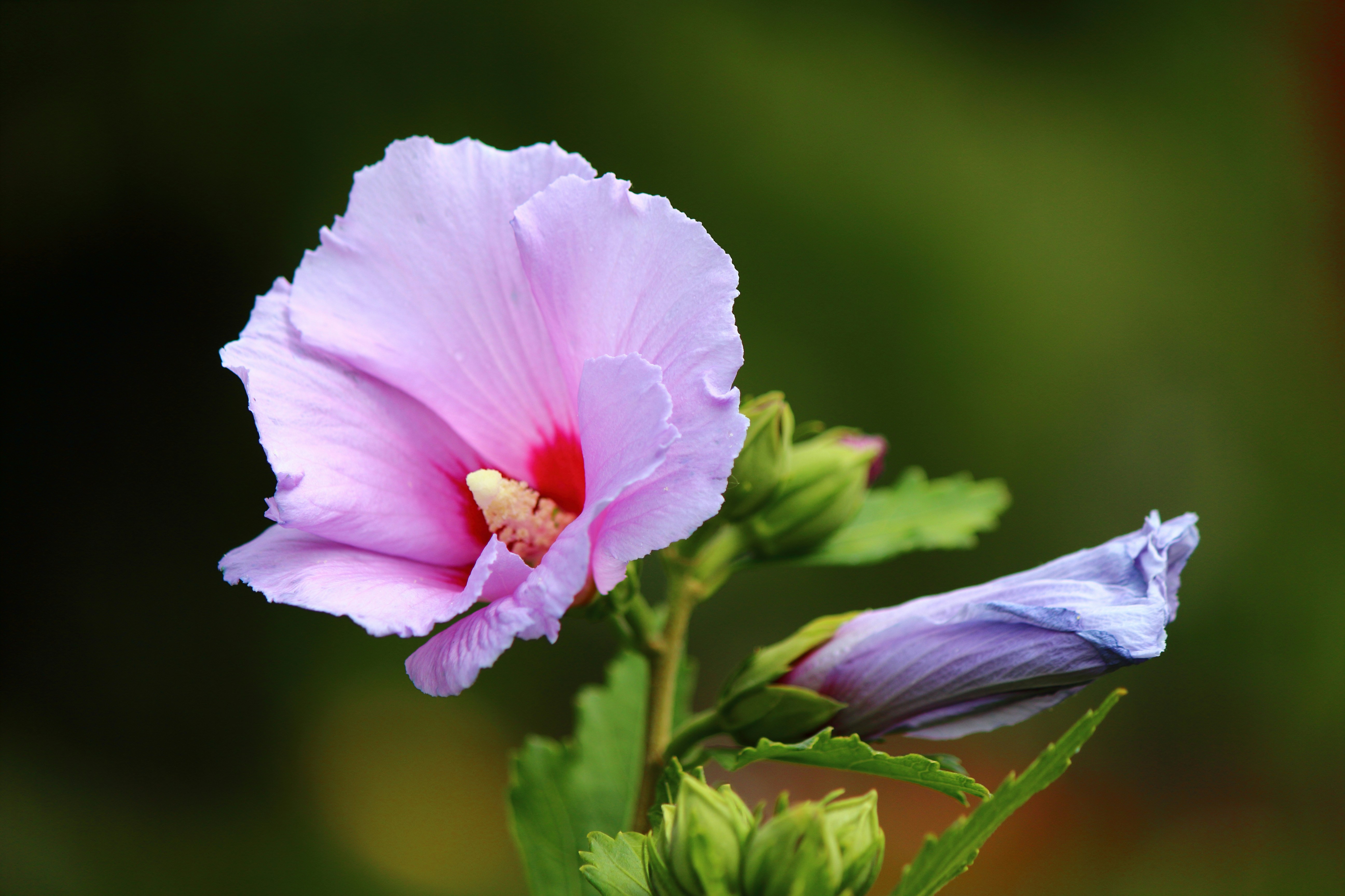 Photo by cengizozarpat