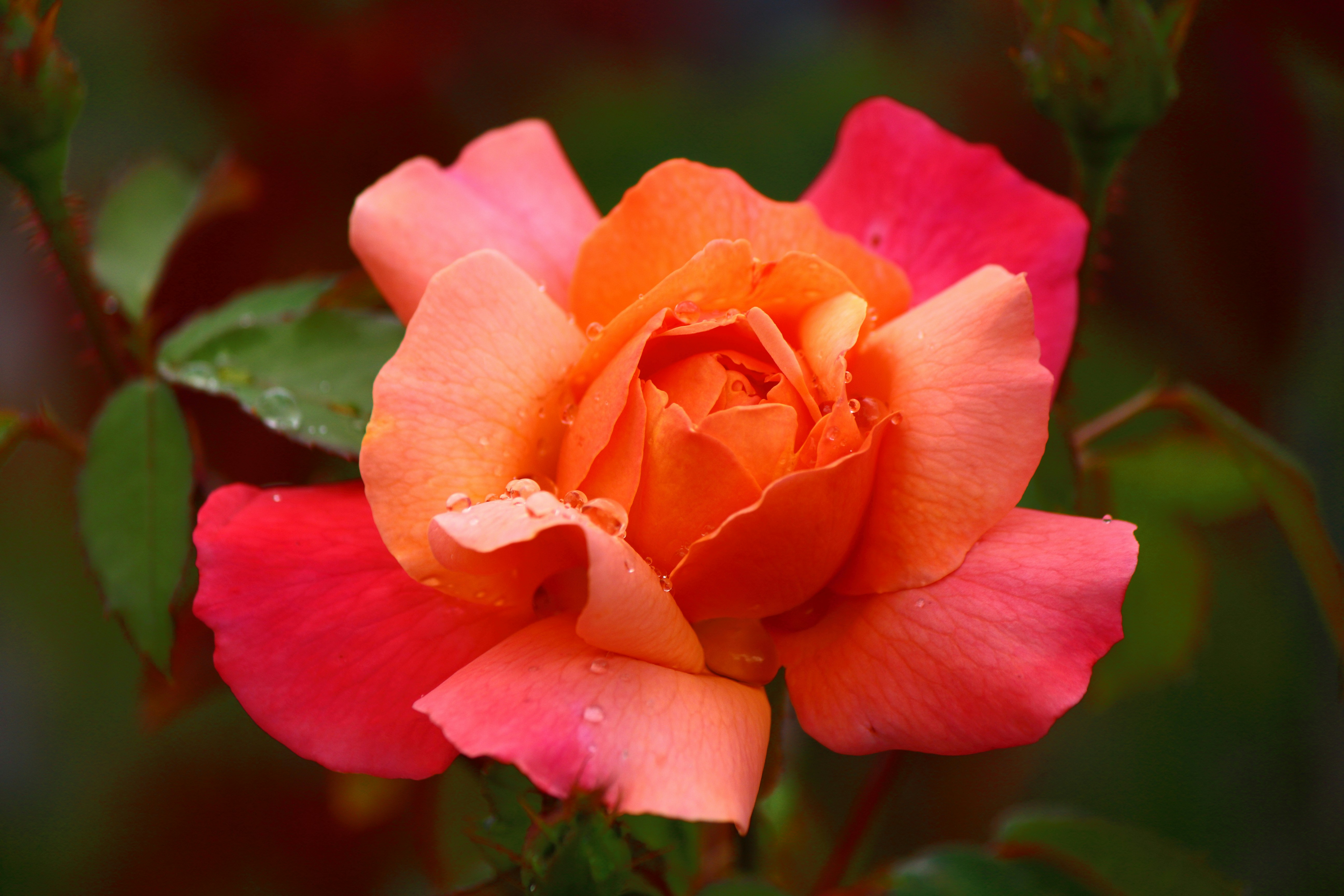 Photo by cengizozarpat