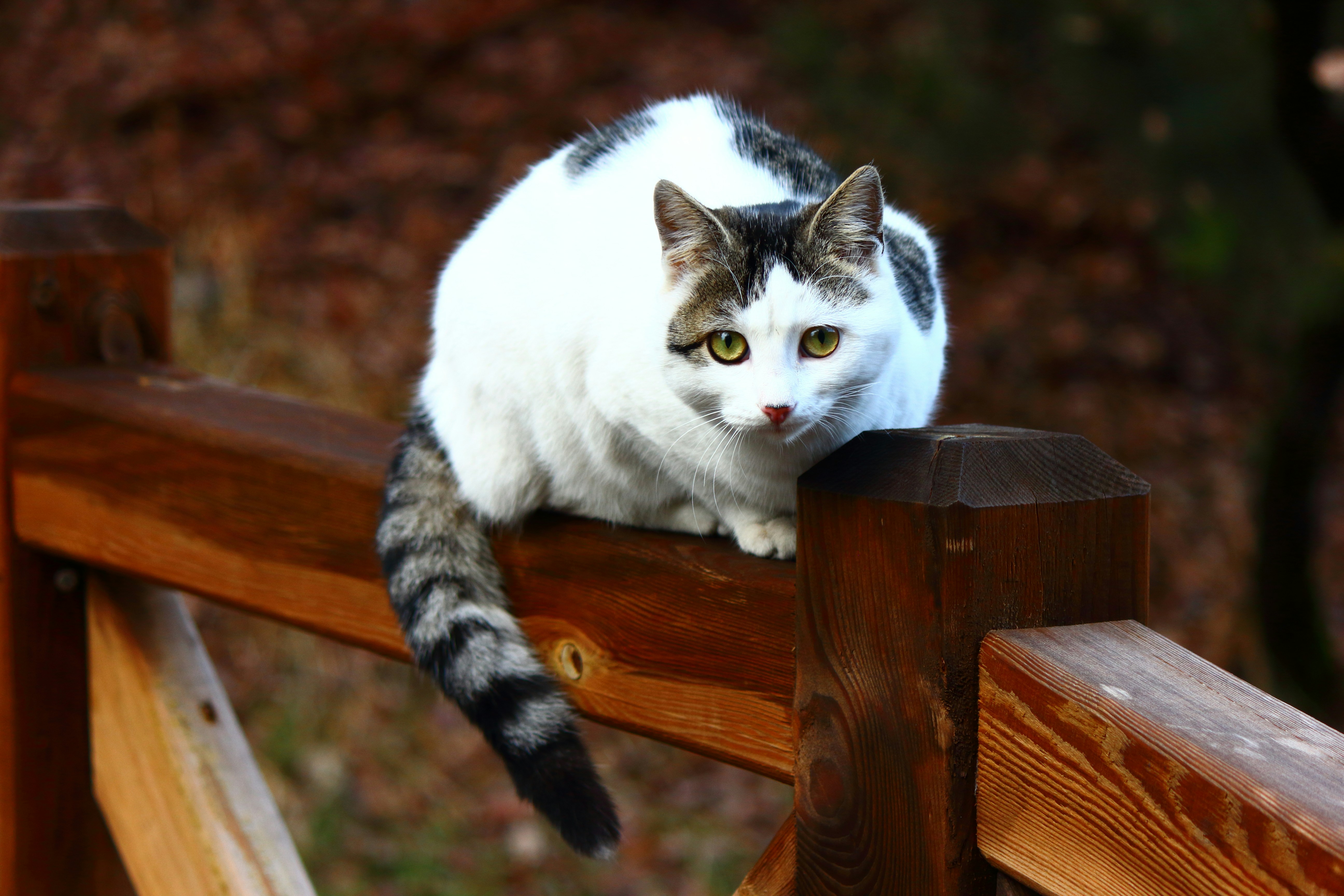 Photo by cengizozarpat