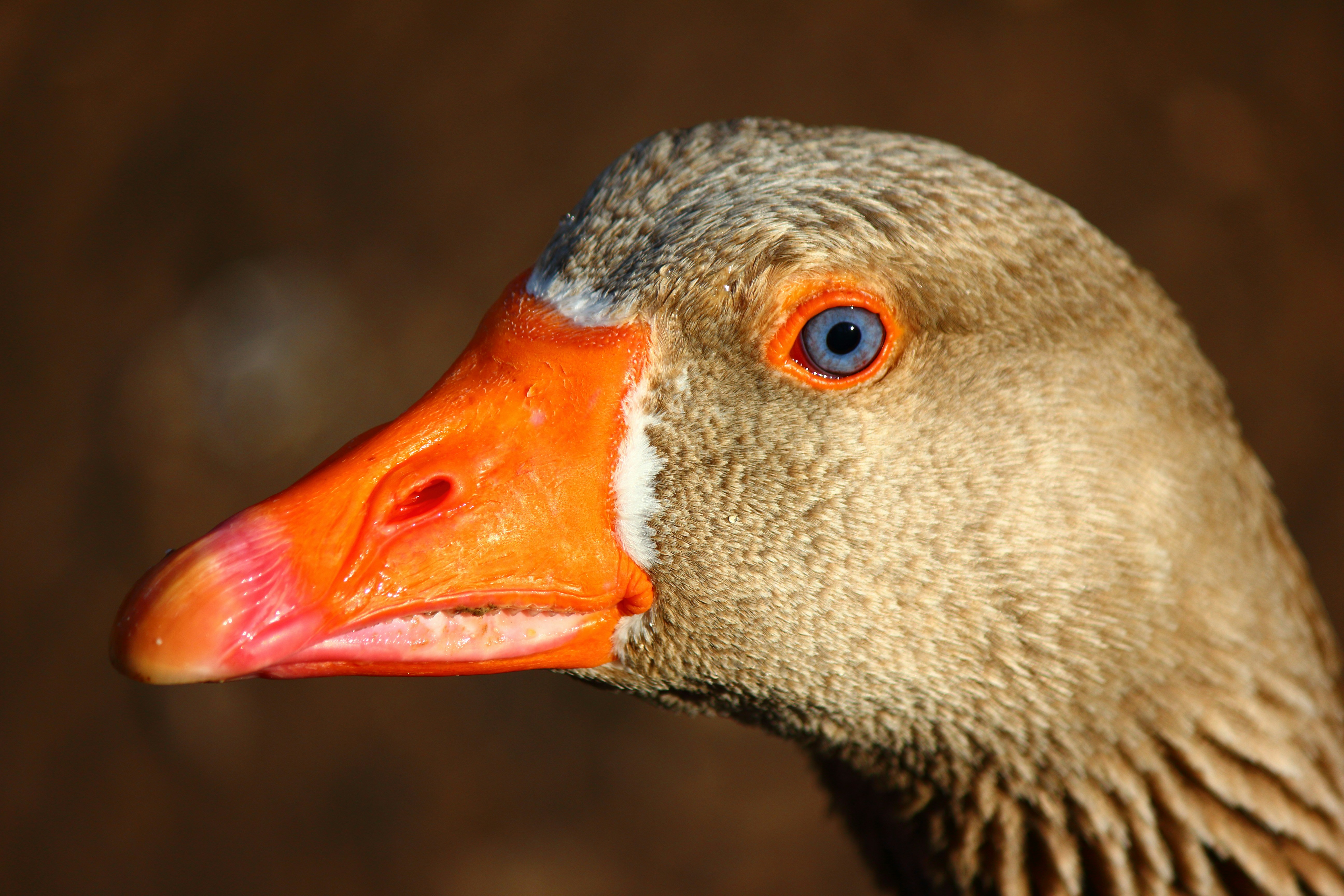 Photo by cengizozarpat