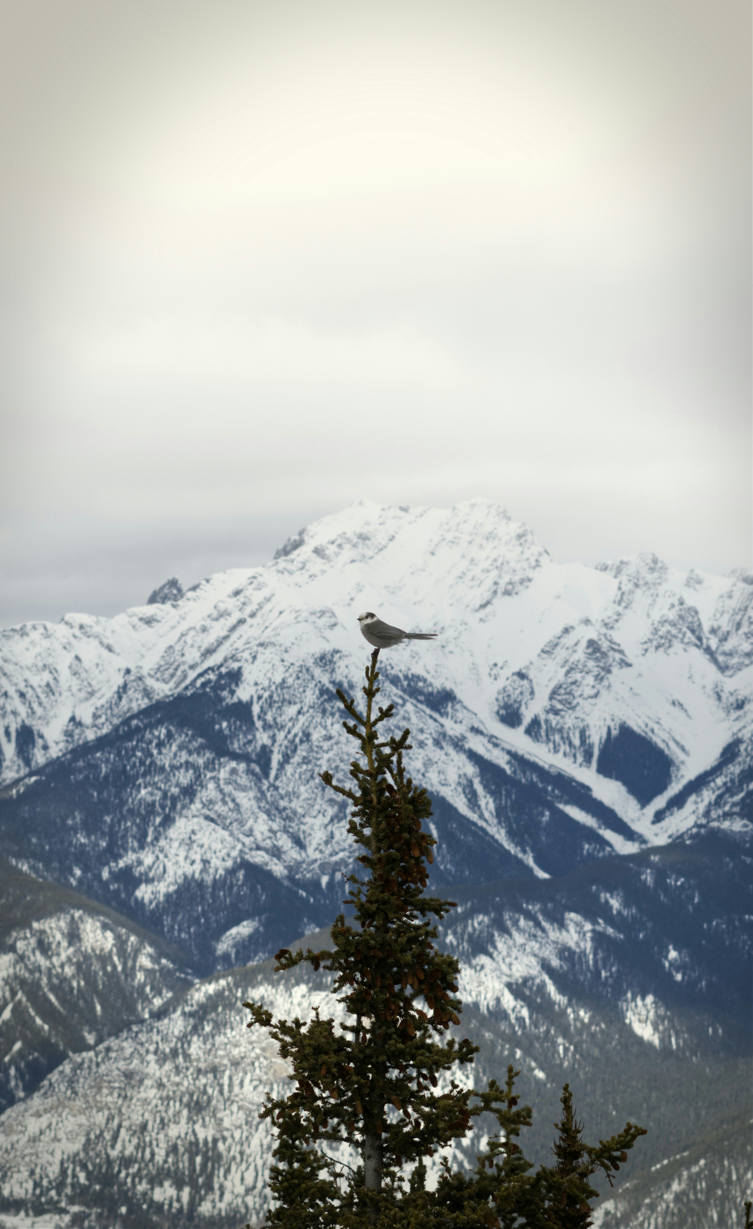 A bird sitting on top of a pine tree