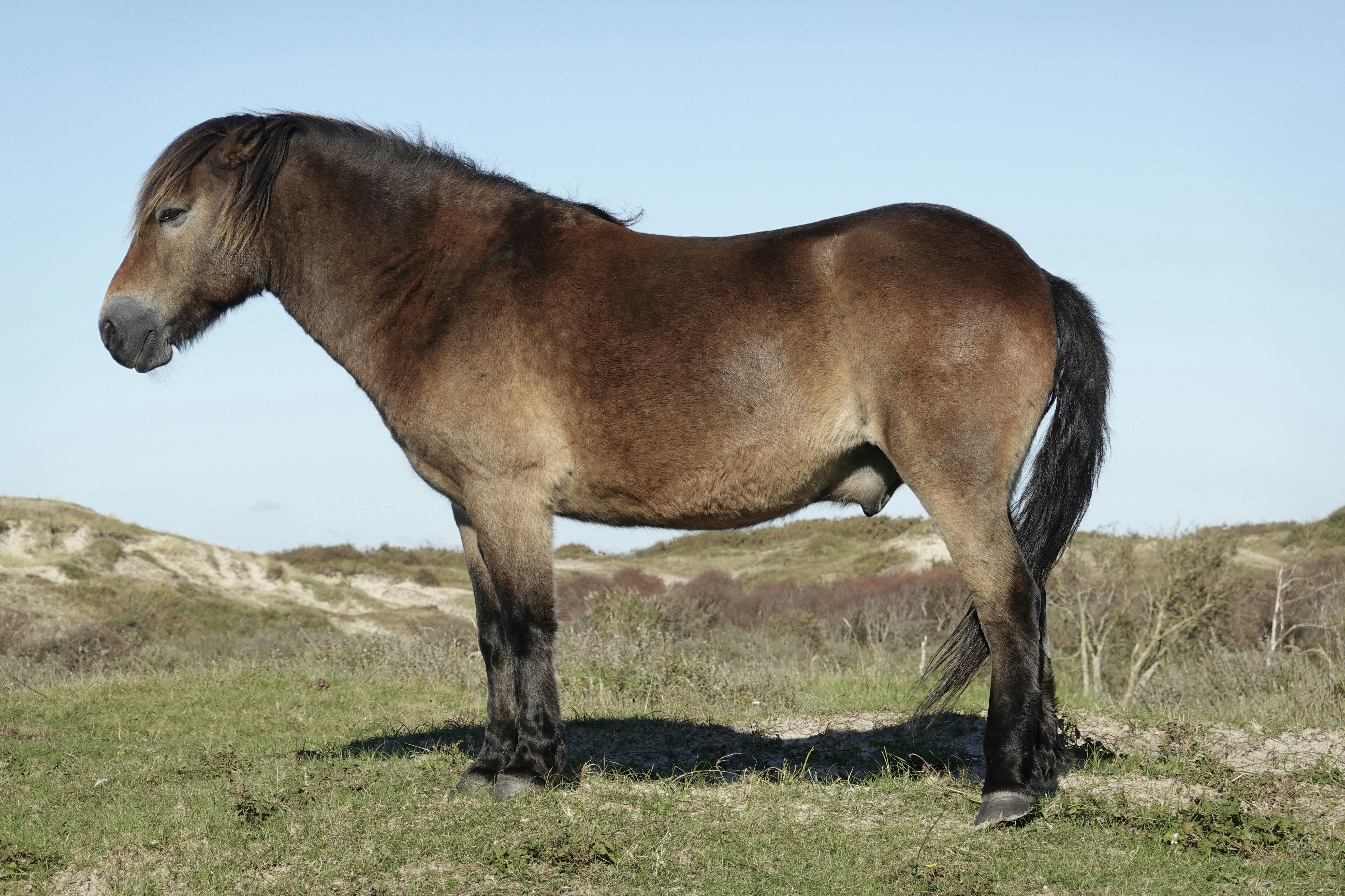 A brown horse standing on top of a lush green field