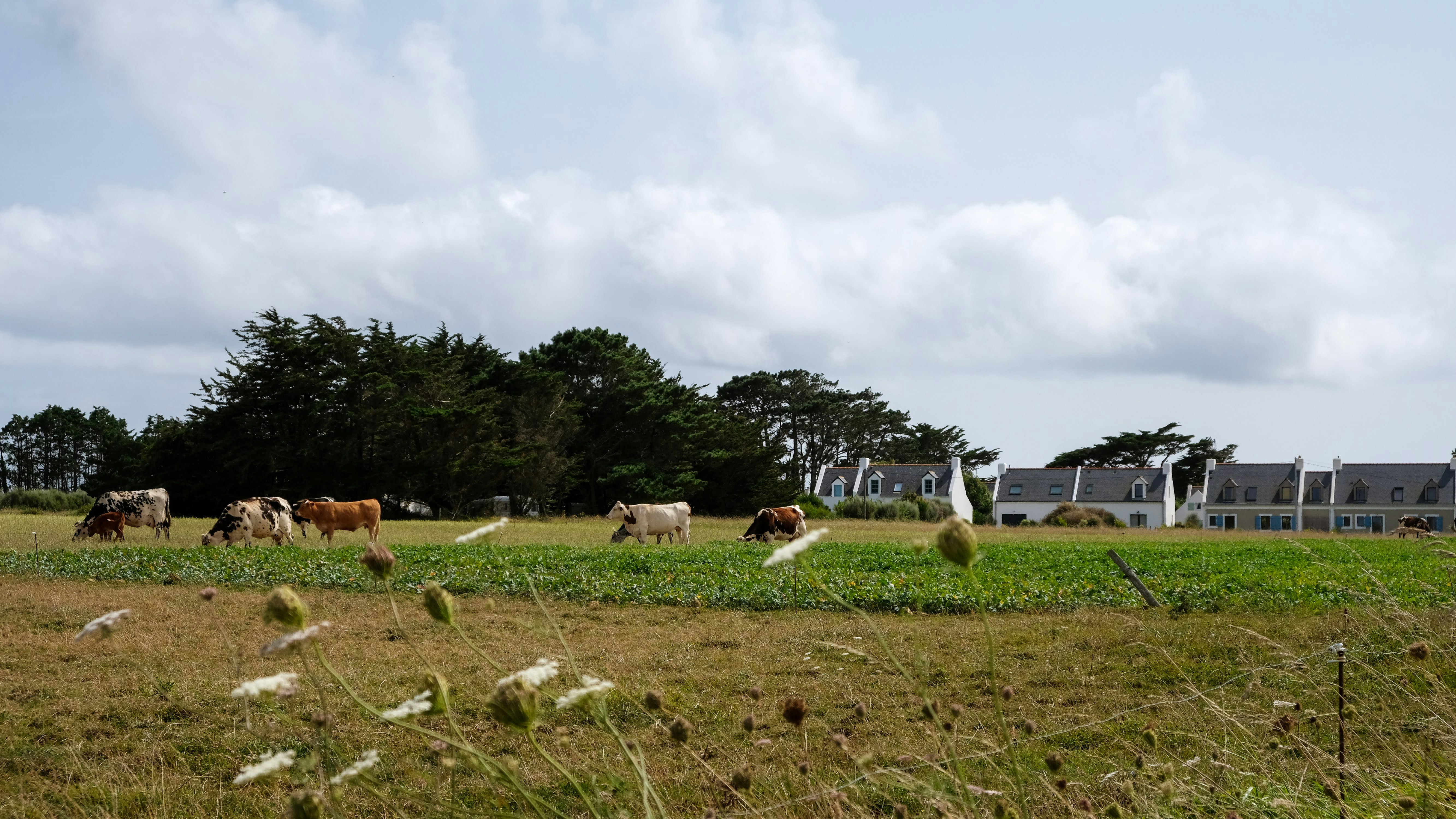 A herd of cattle grazing on a lush green field