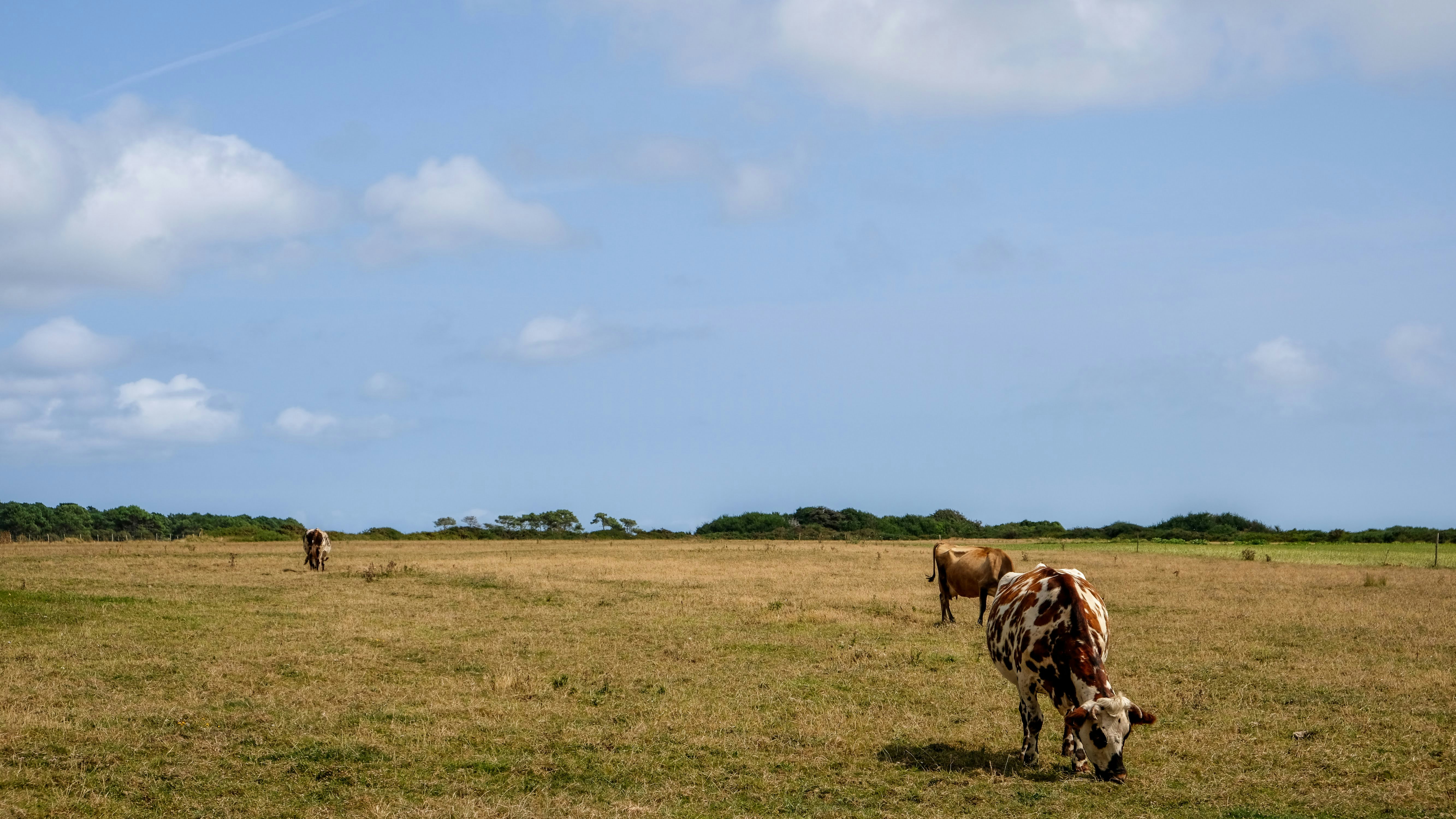 A zebra walking across a grass covered field