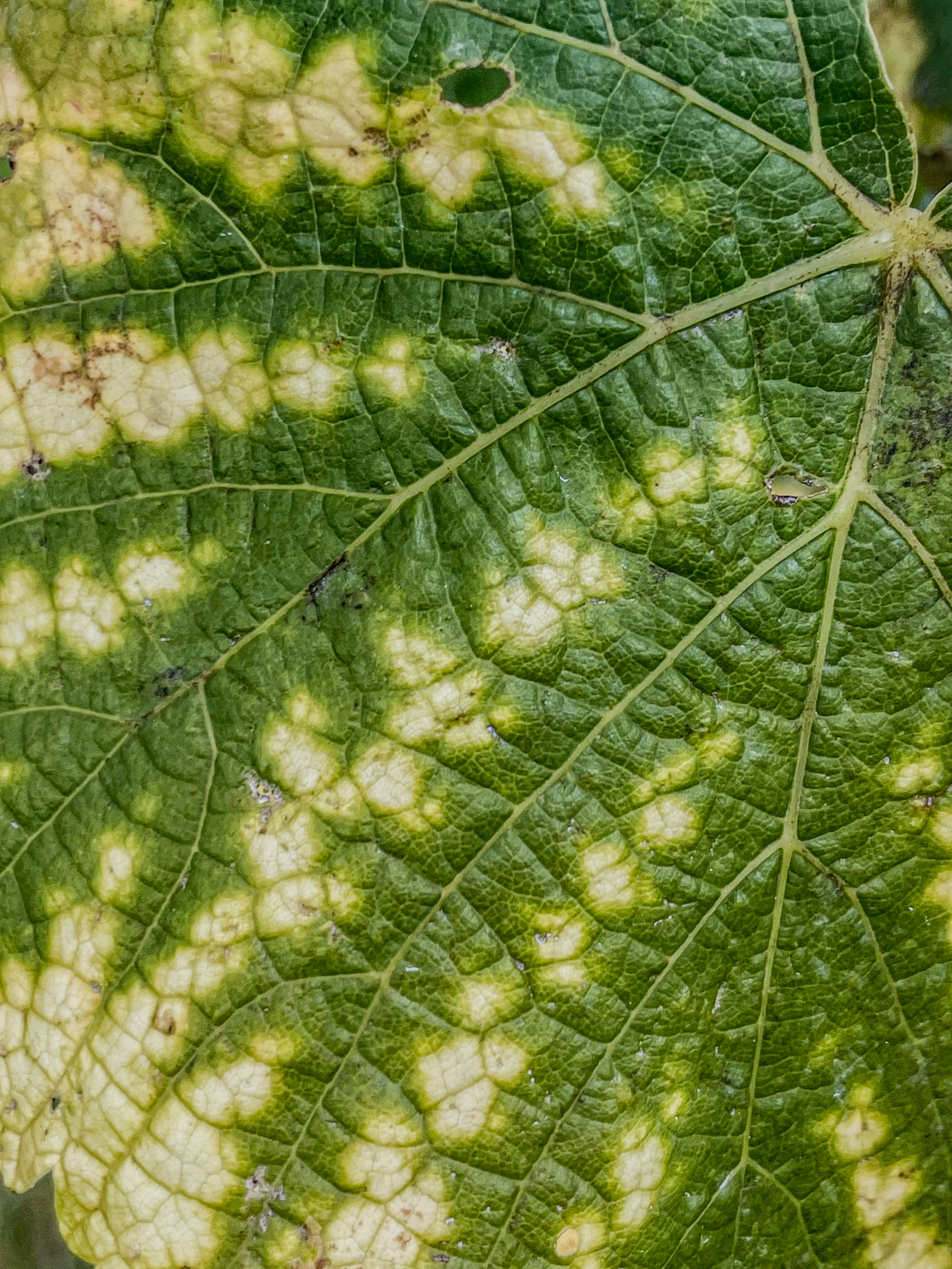 A green leaf with white spots on it