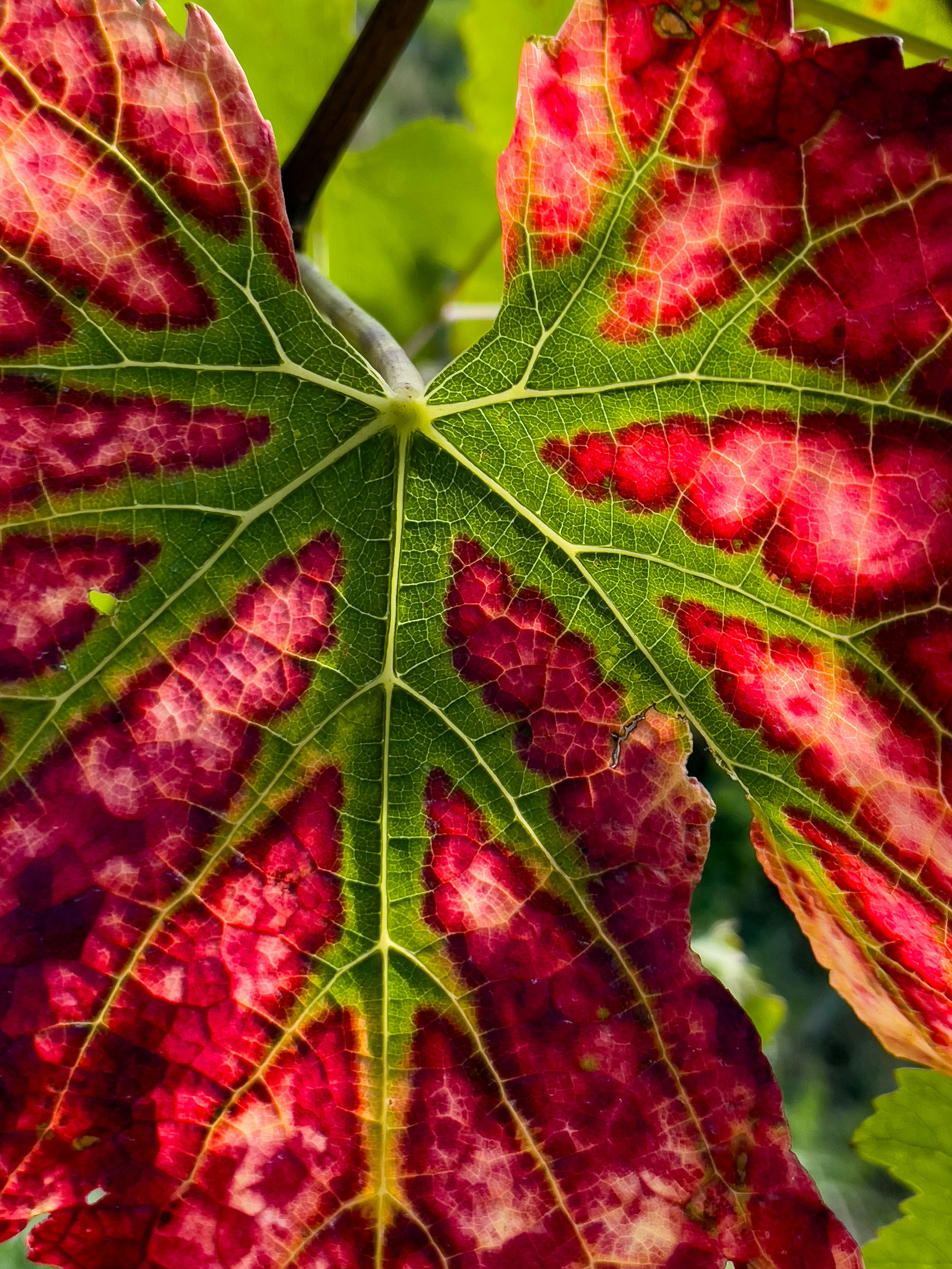 A close up of a red and green leaf
