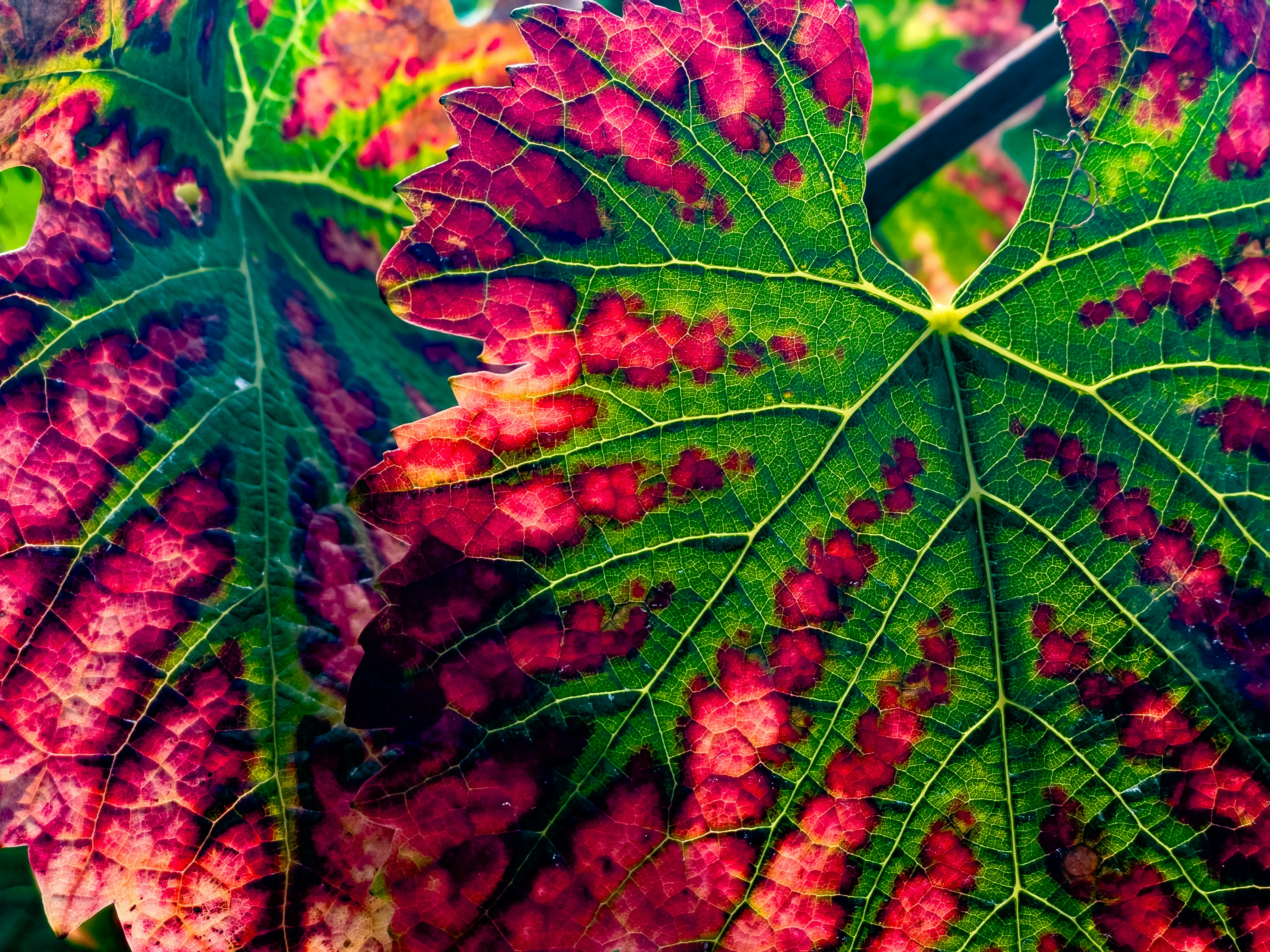 A close up of a green and red leaf
