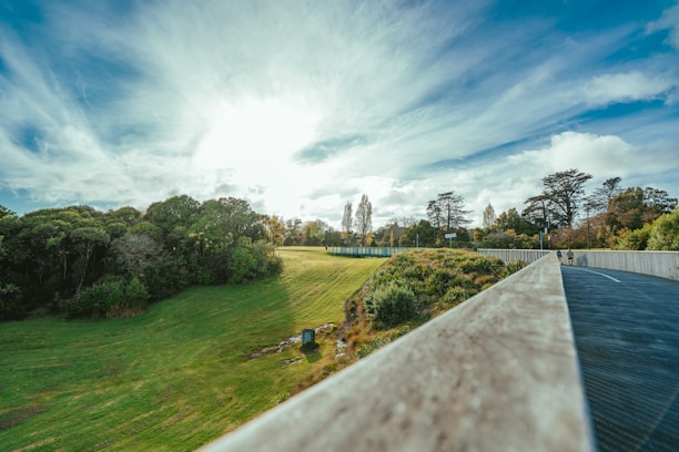 The sun is shining over a grassy field