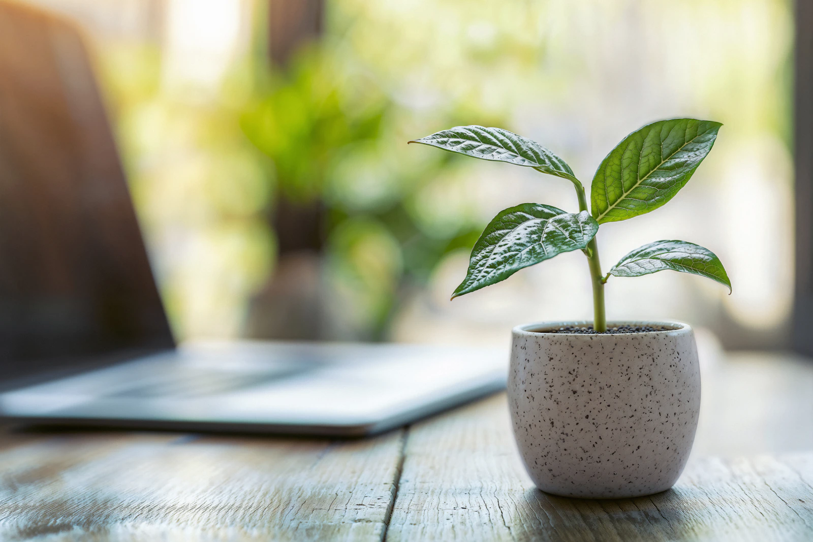Green potted plant on a desk in soft natural light