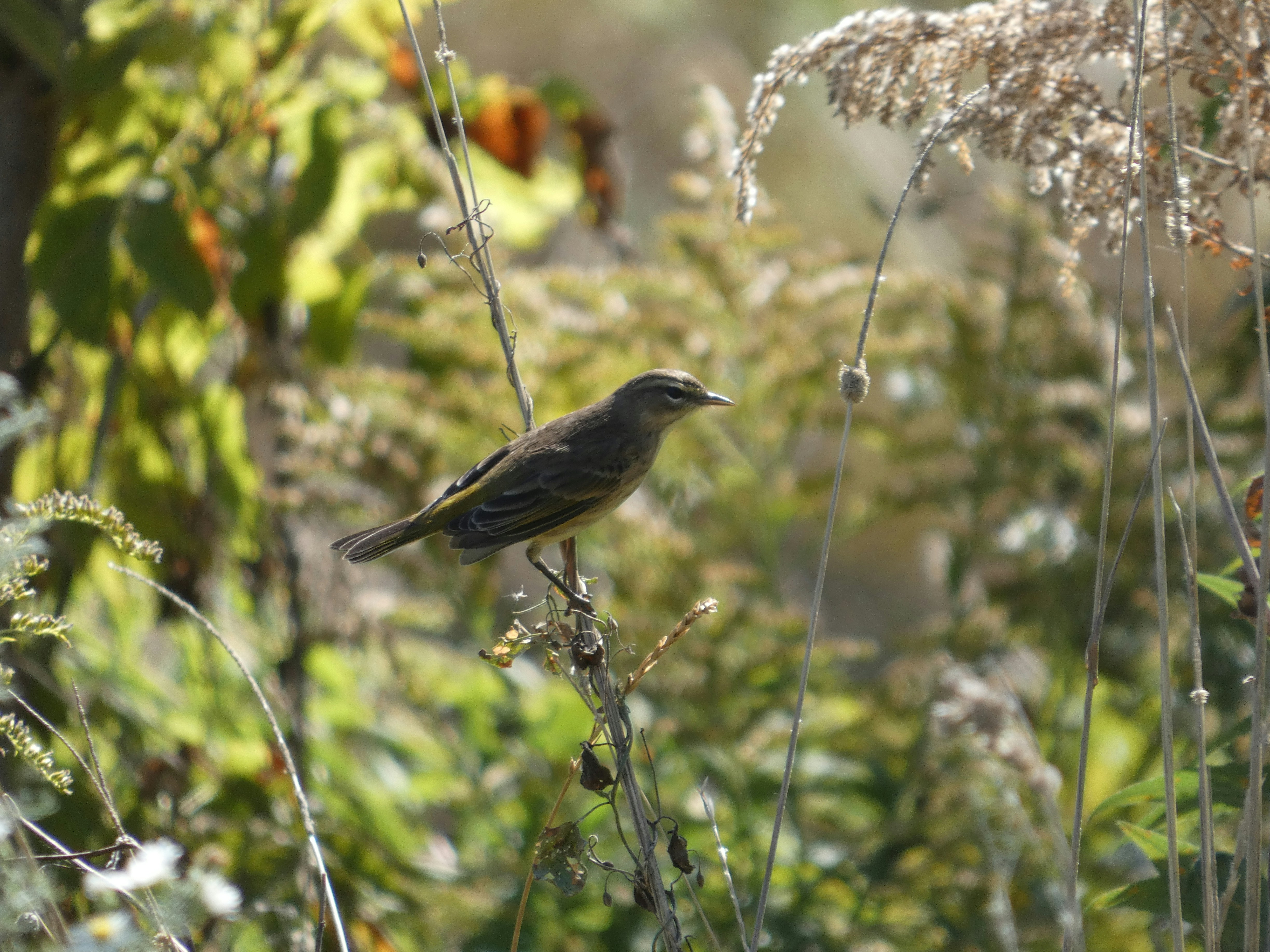 A small bird sitting on top of a plant