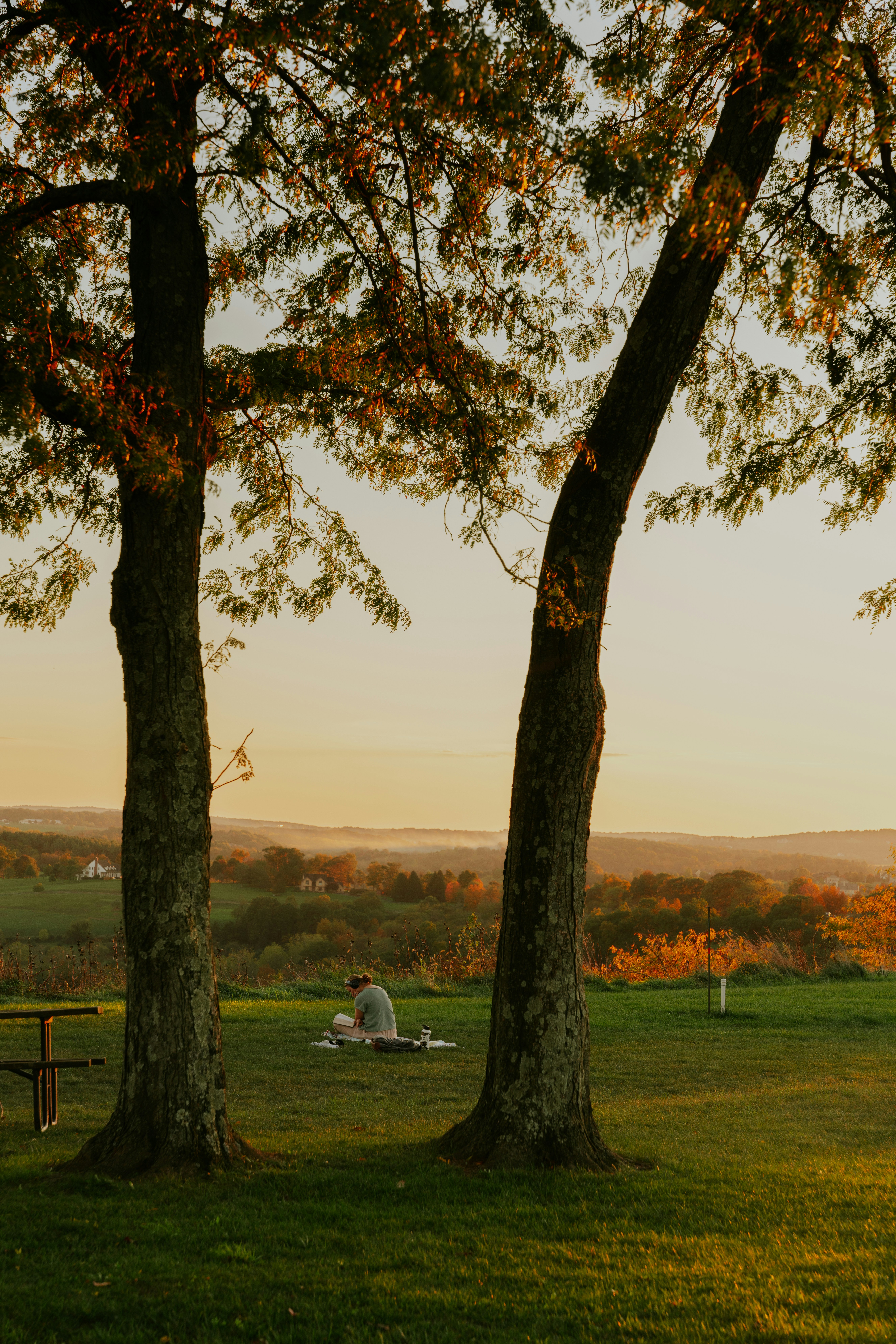 Ein paar Bäume sitzen mitten auf einem Feld