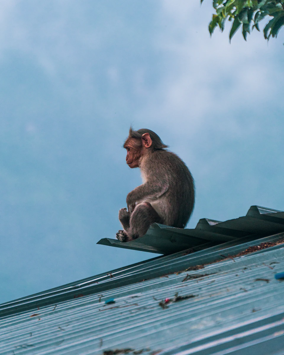 In the image, a monkey is perched on top of a metal roof. The monkey has brown fur and its body is facing to the left side of the frame. It appears to be sitting calmly with its legs crossed. The background features a clear blue sky dotted with fluffy white clouds.