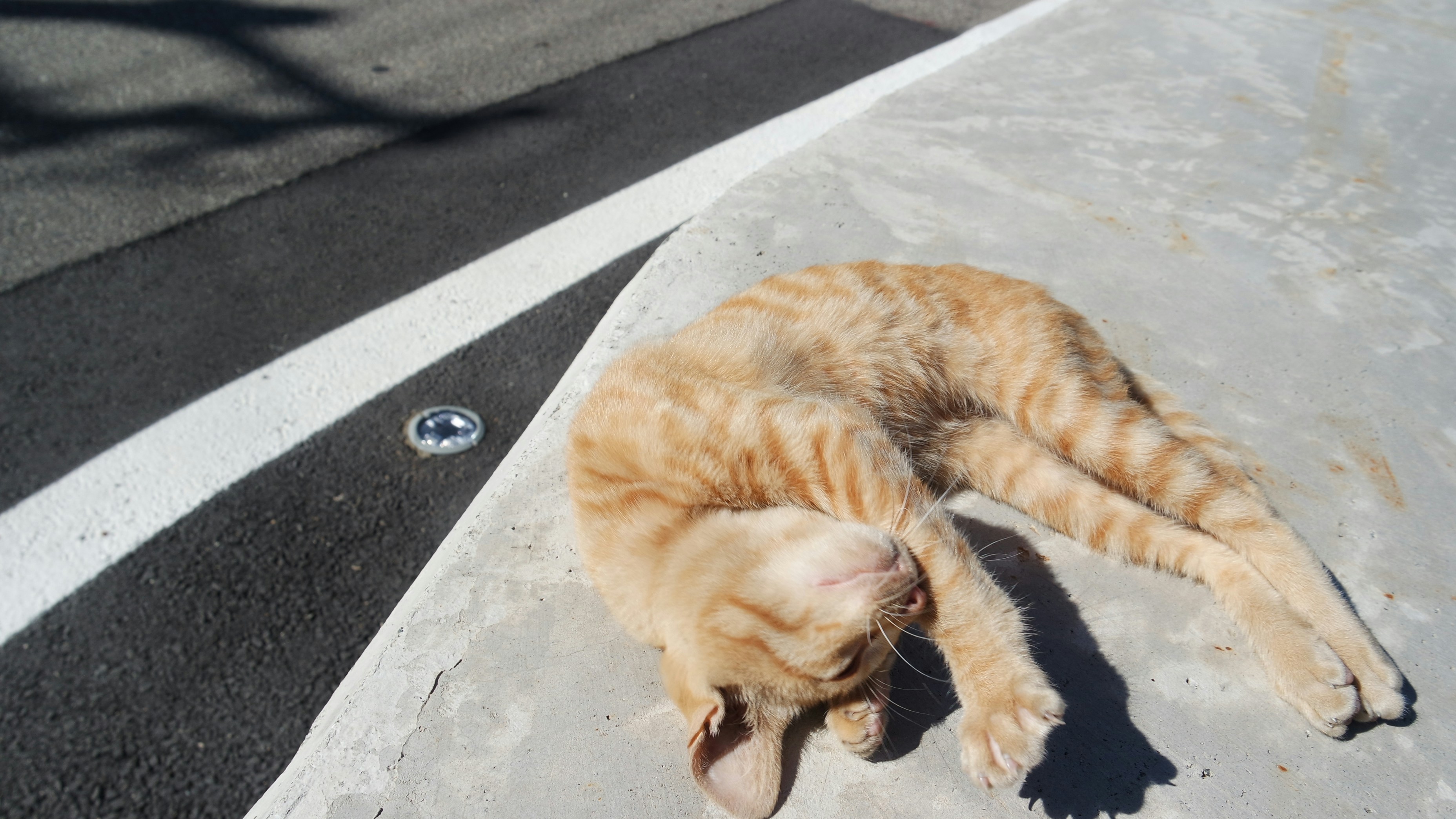 An orange cat laying on the side of a road