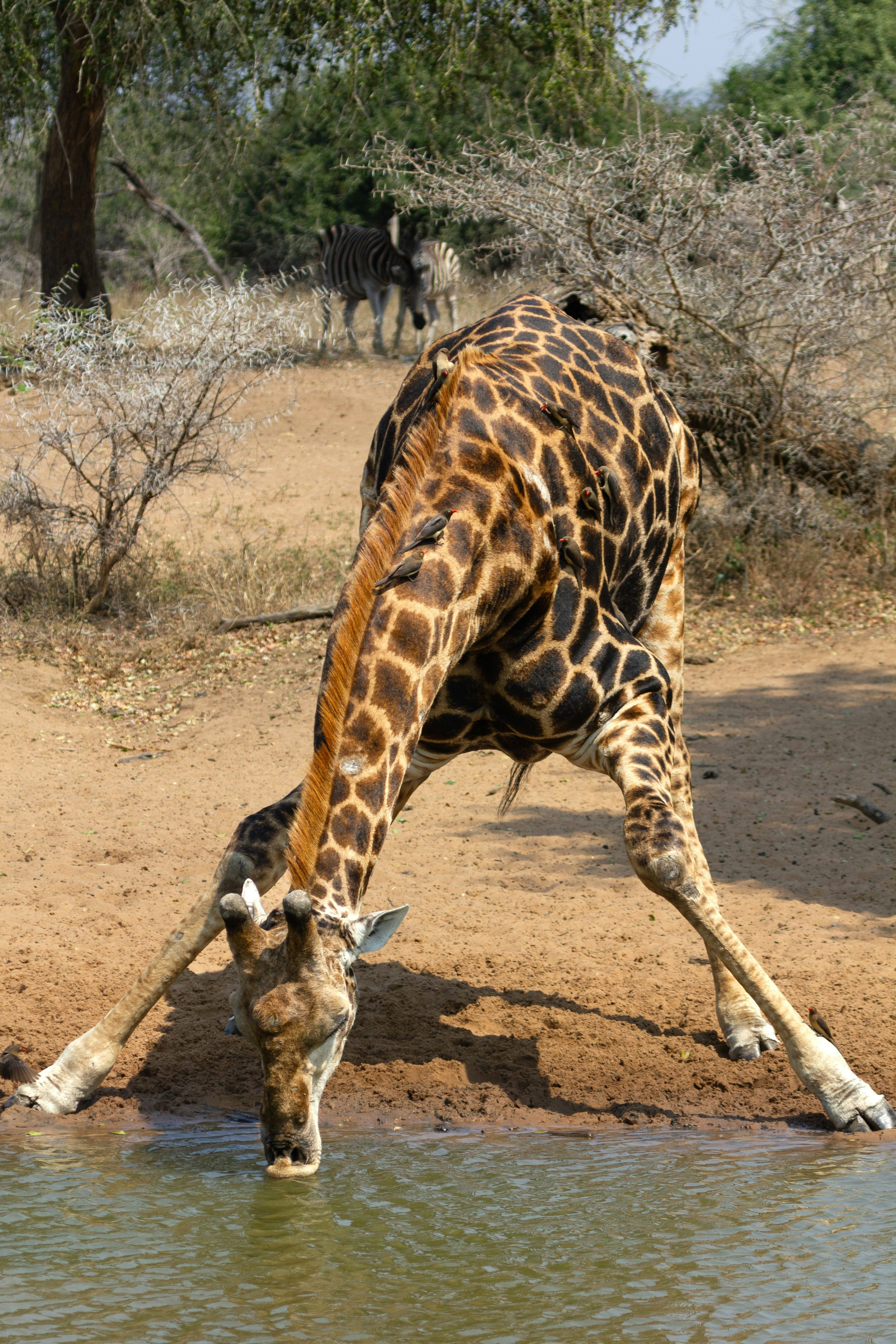 A giraffe drinking water from a small pond