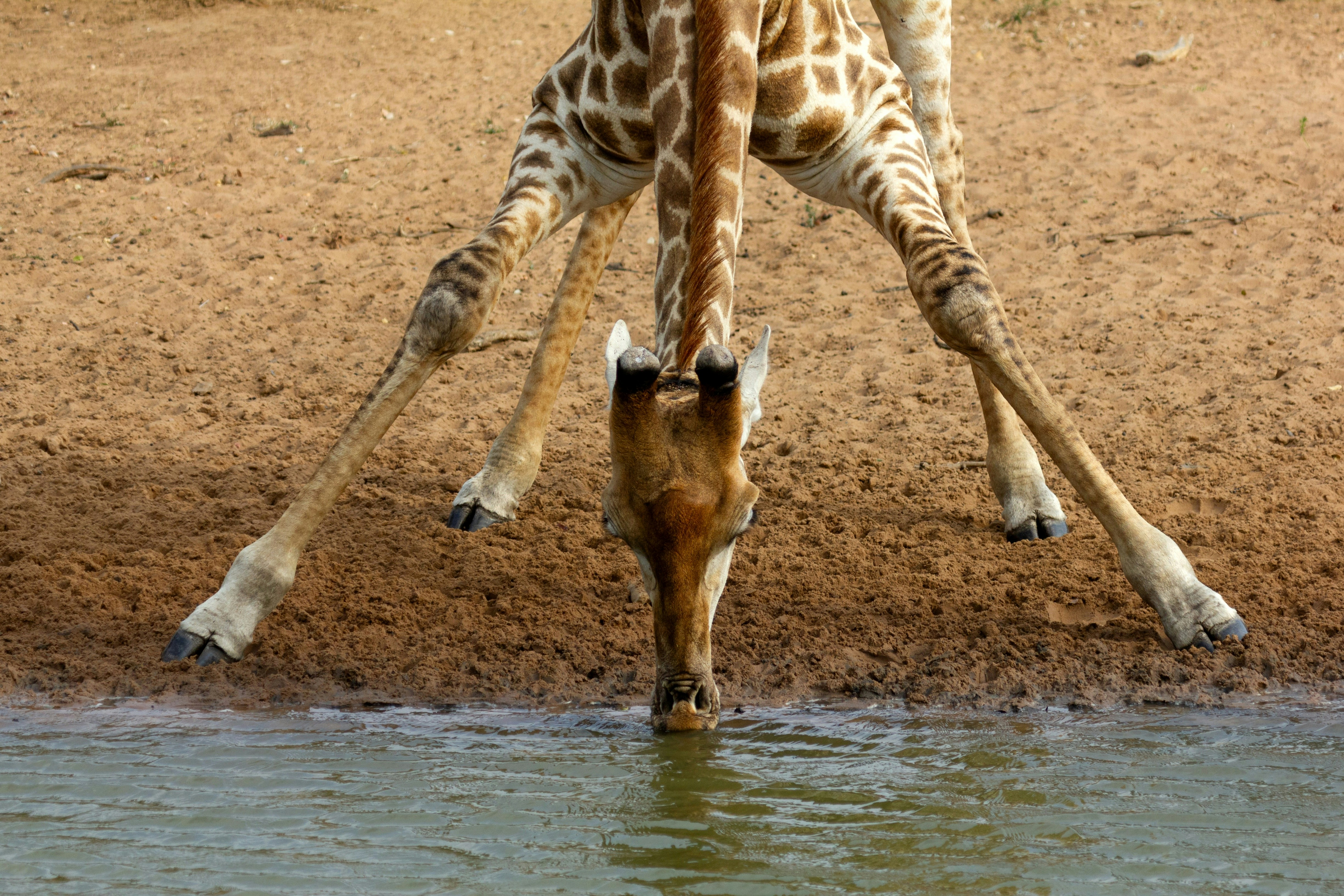 A baby giraffe drinking water from a pond