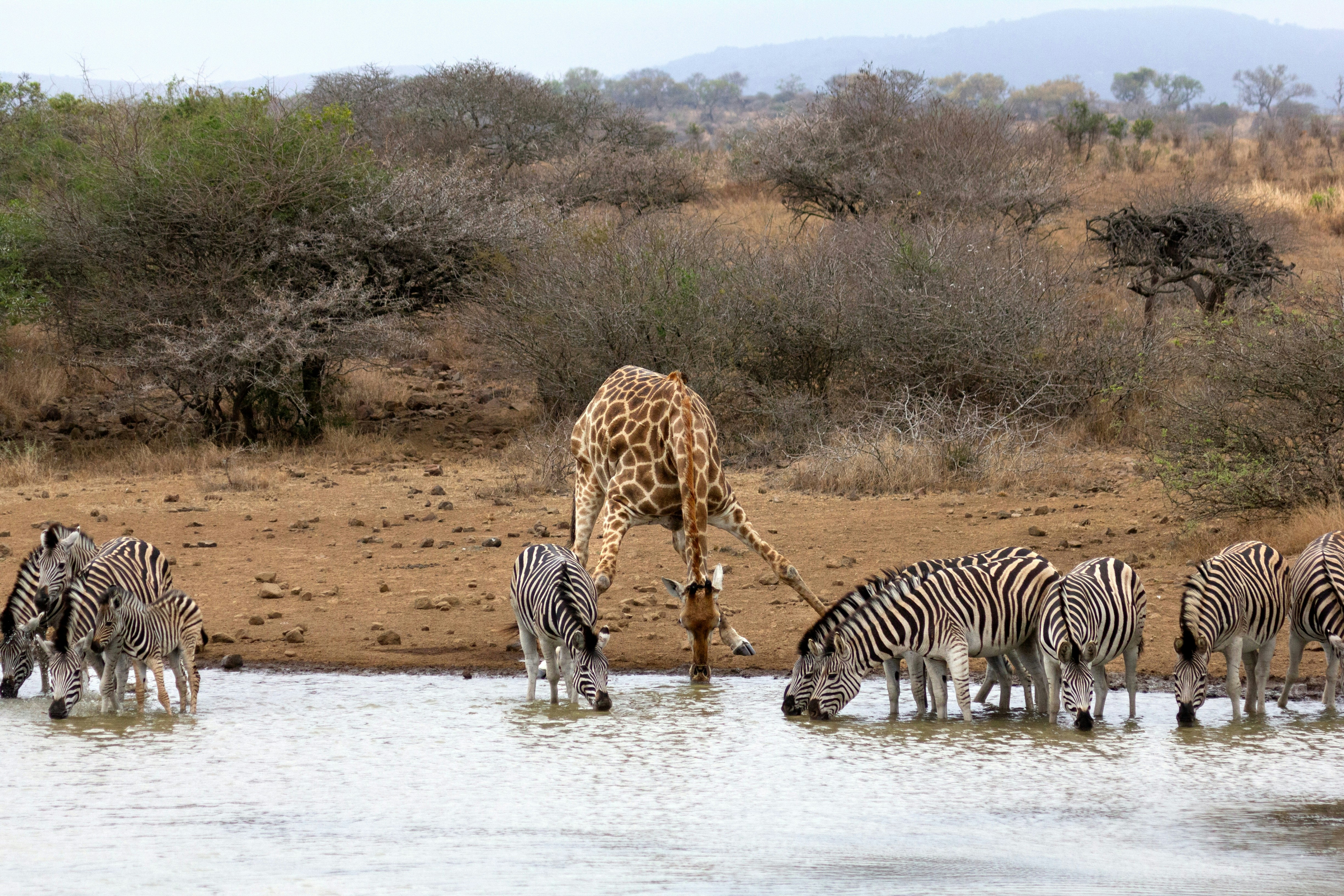 A group of zebras and giraffes drinking water