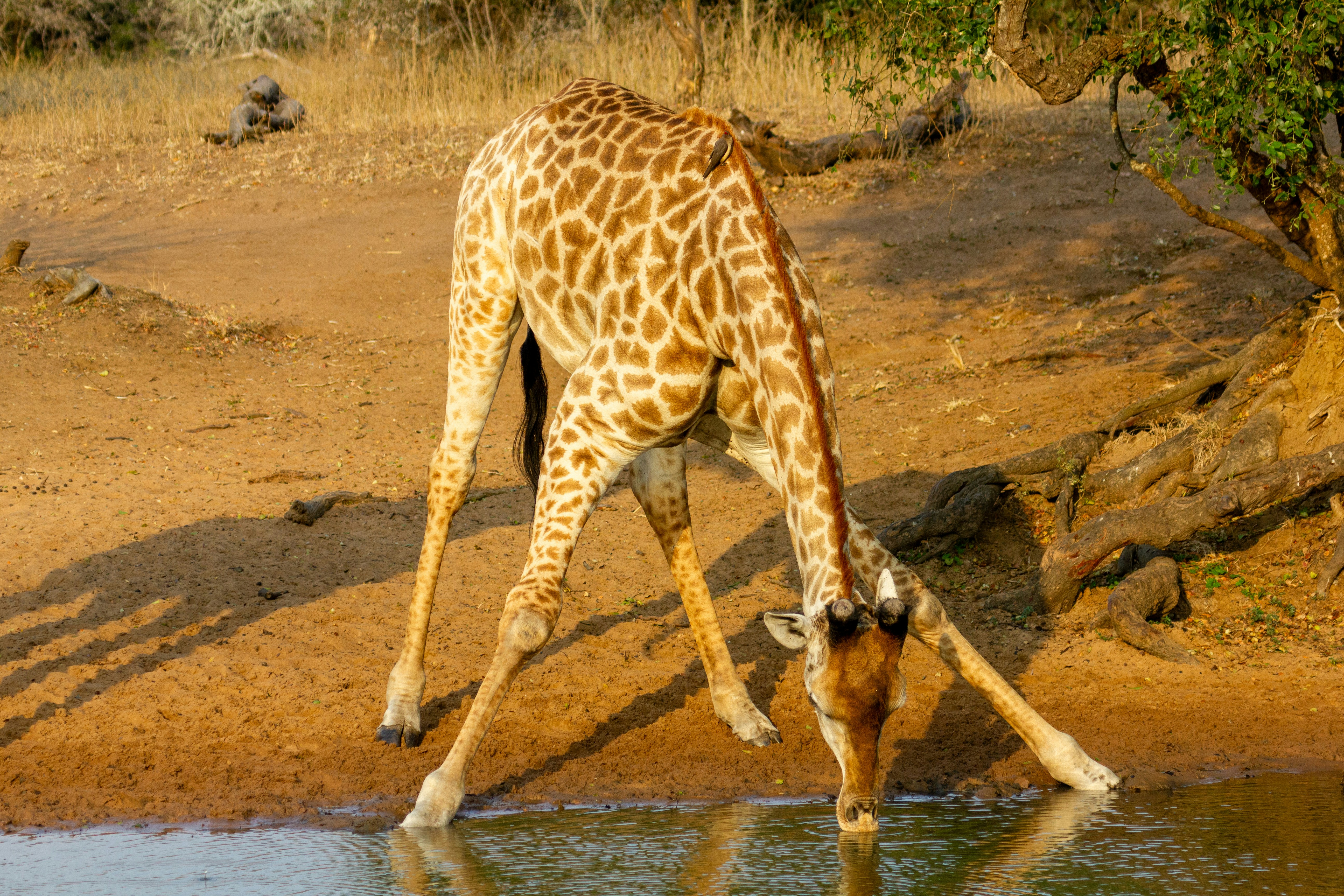 Une girafe près d'un point d'eau.