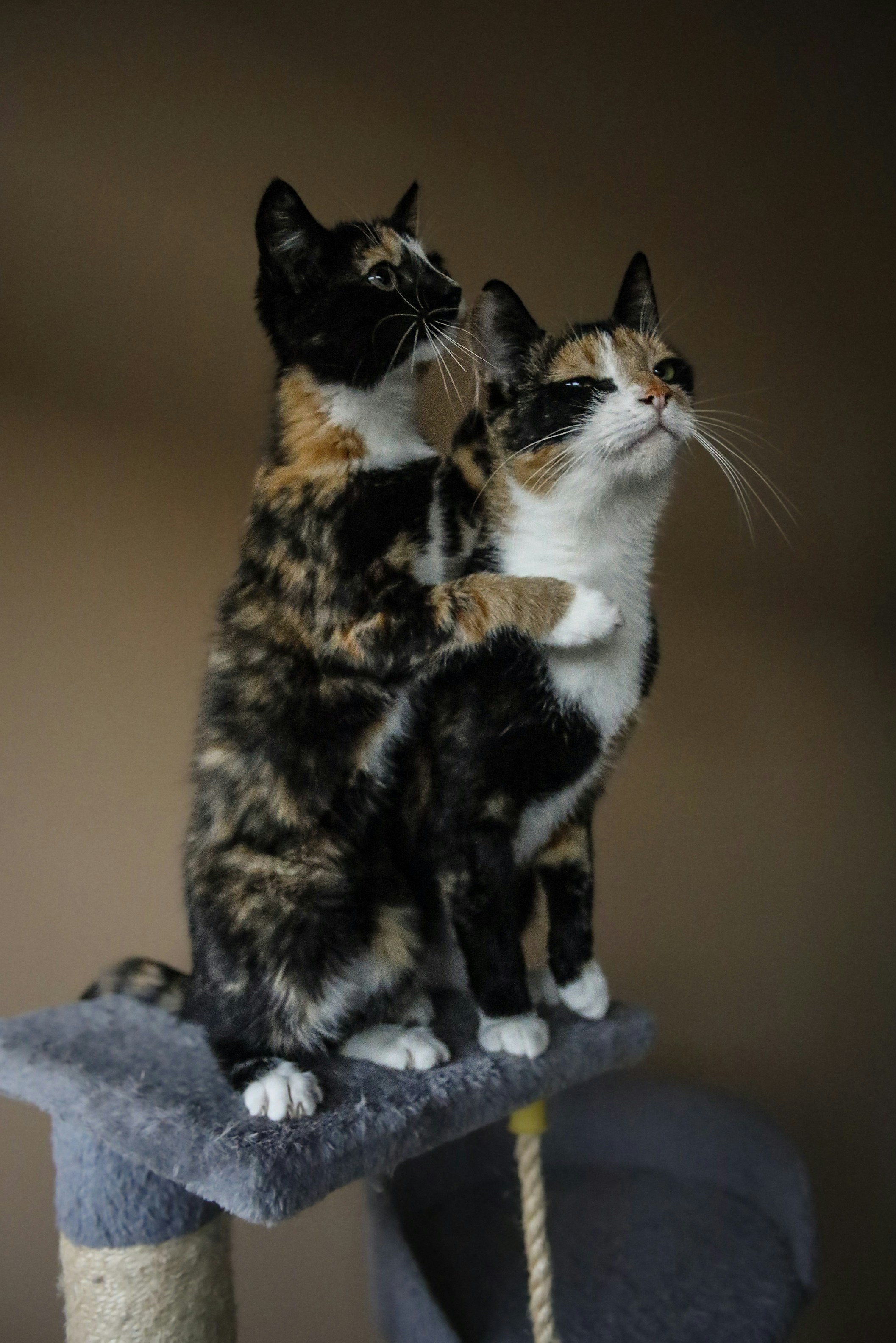 Photo by thomas_de_fretes