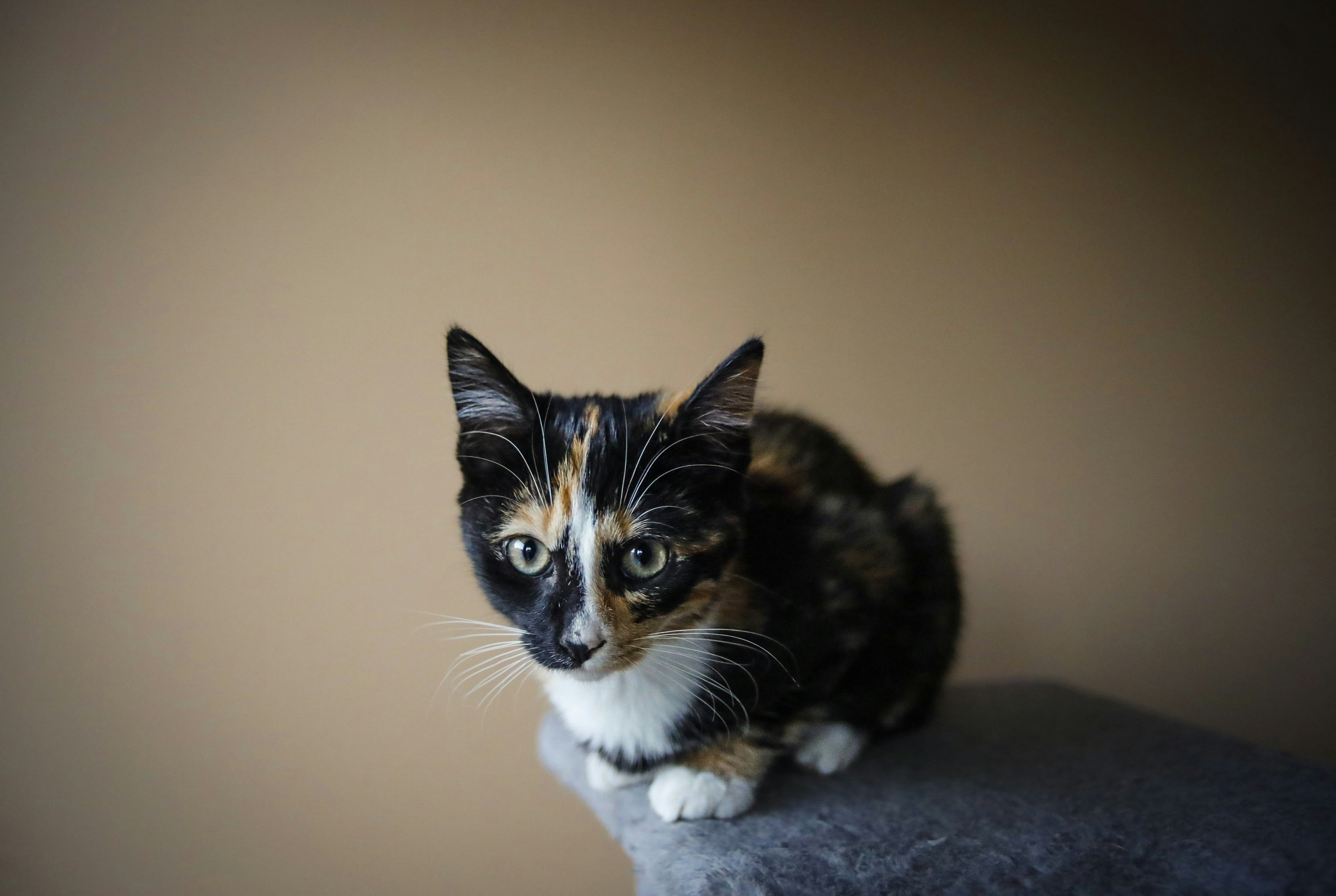 Photo by thomas_de_fretes