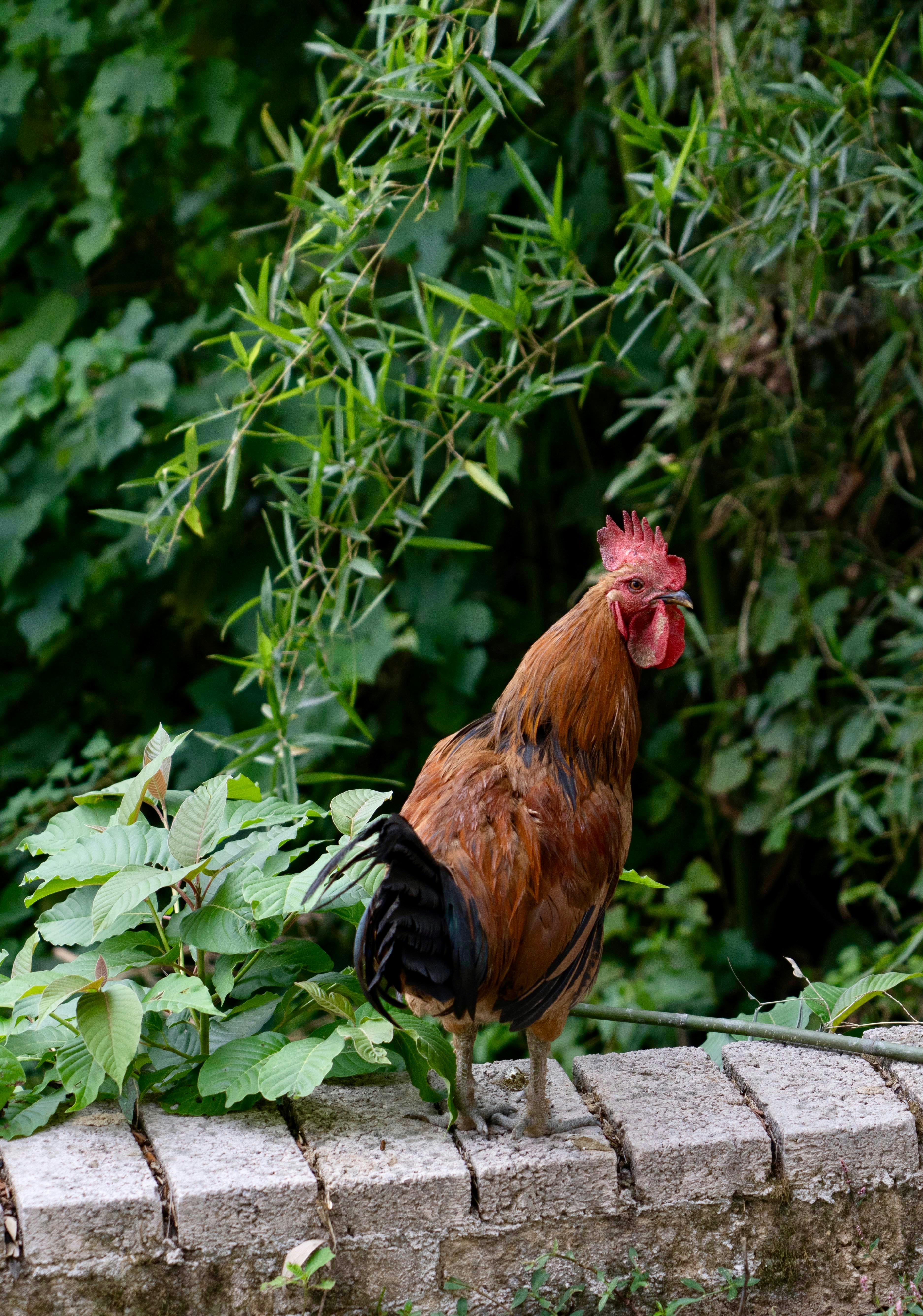 A rooster is standing on a brick wall