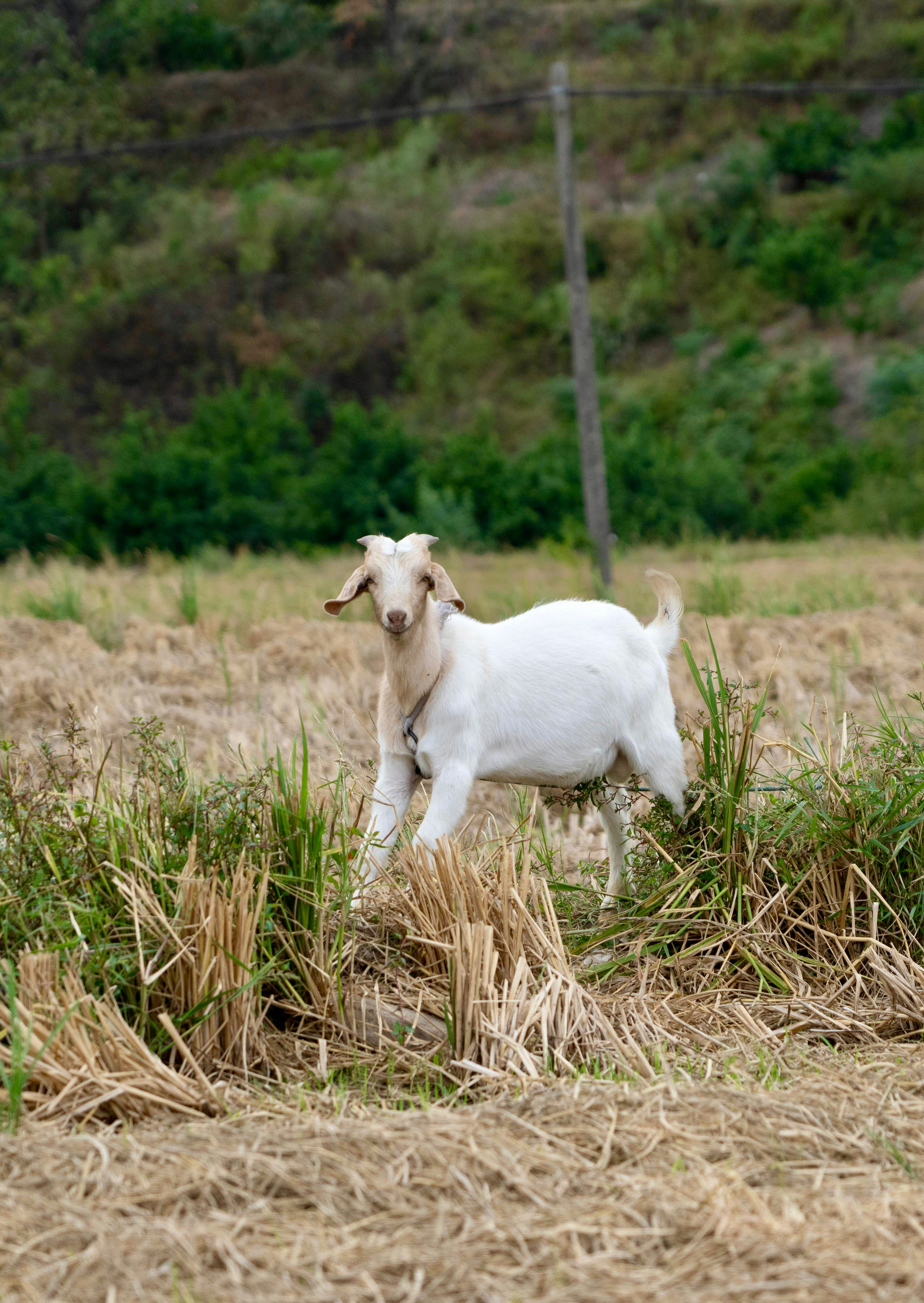 A small white dog standing in a field
