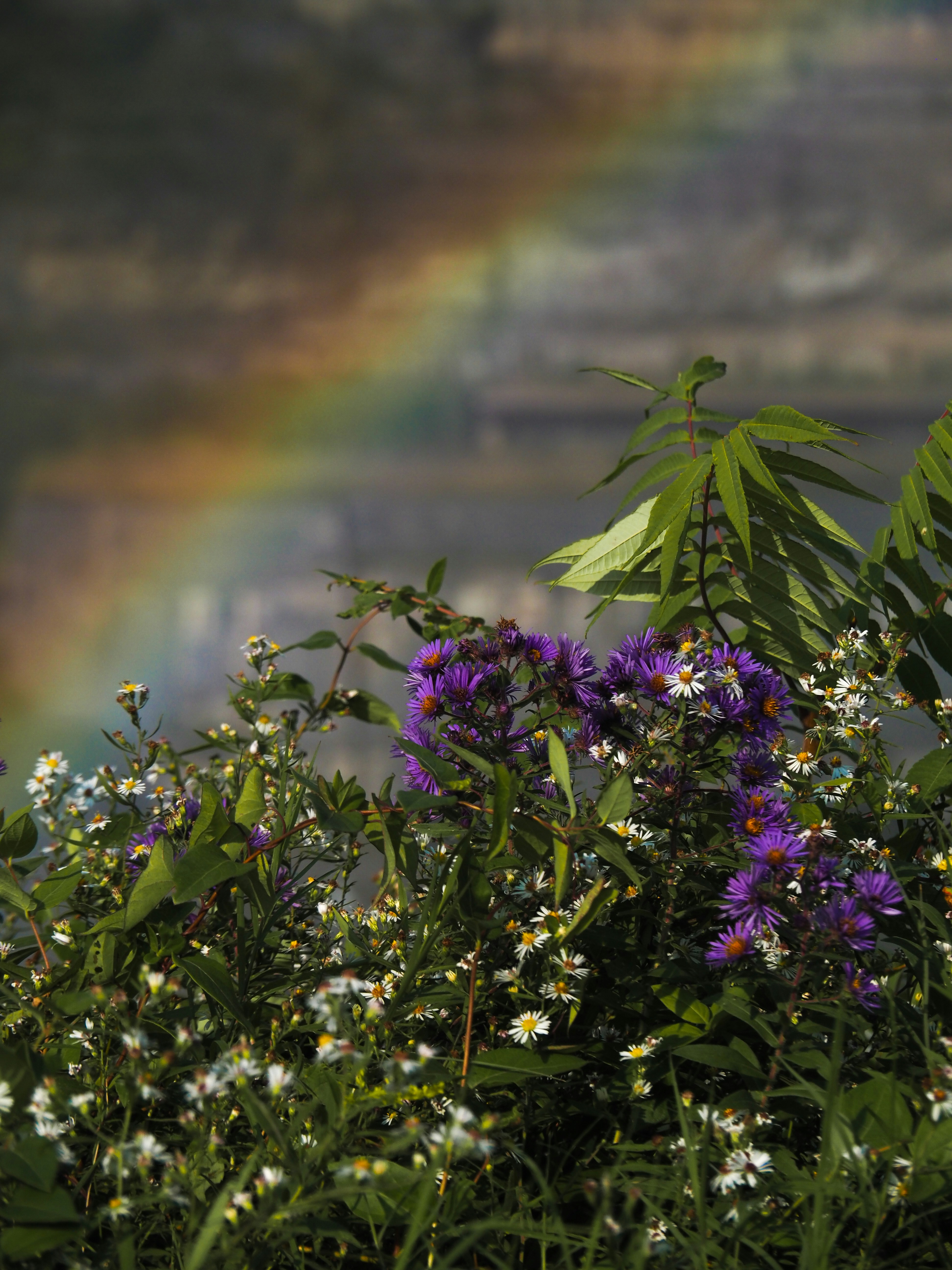 A rainbow in the sky over a field of flowers photo – Free Flower Image ...