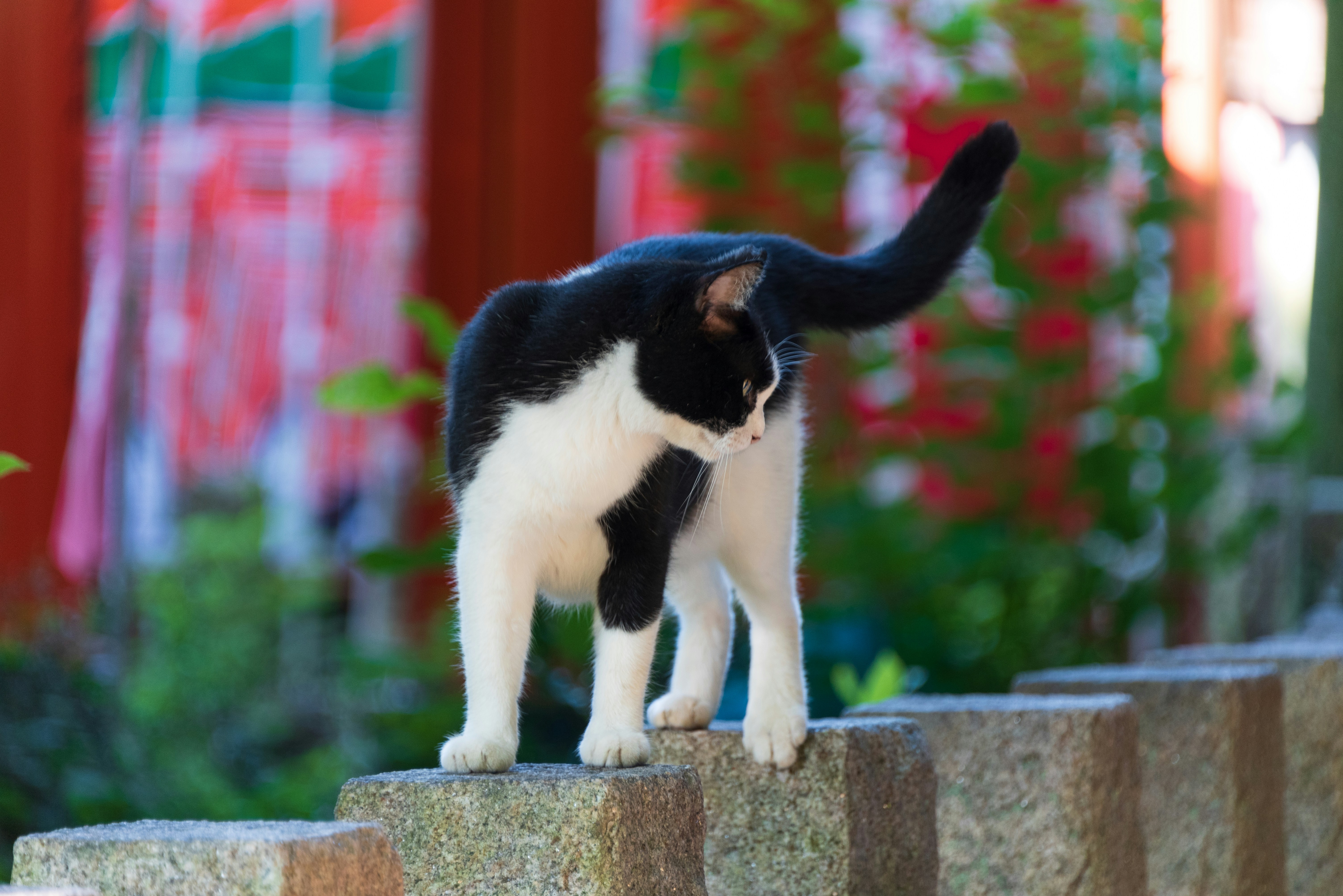 Tail Flicking While Being Petted: Mixed Feelings (image credits: unsplash)