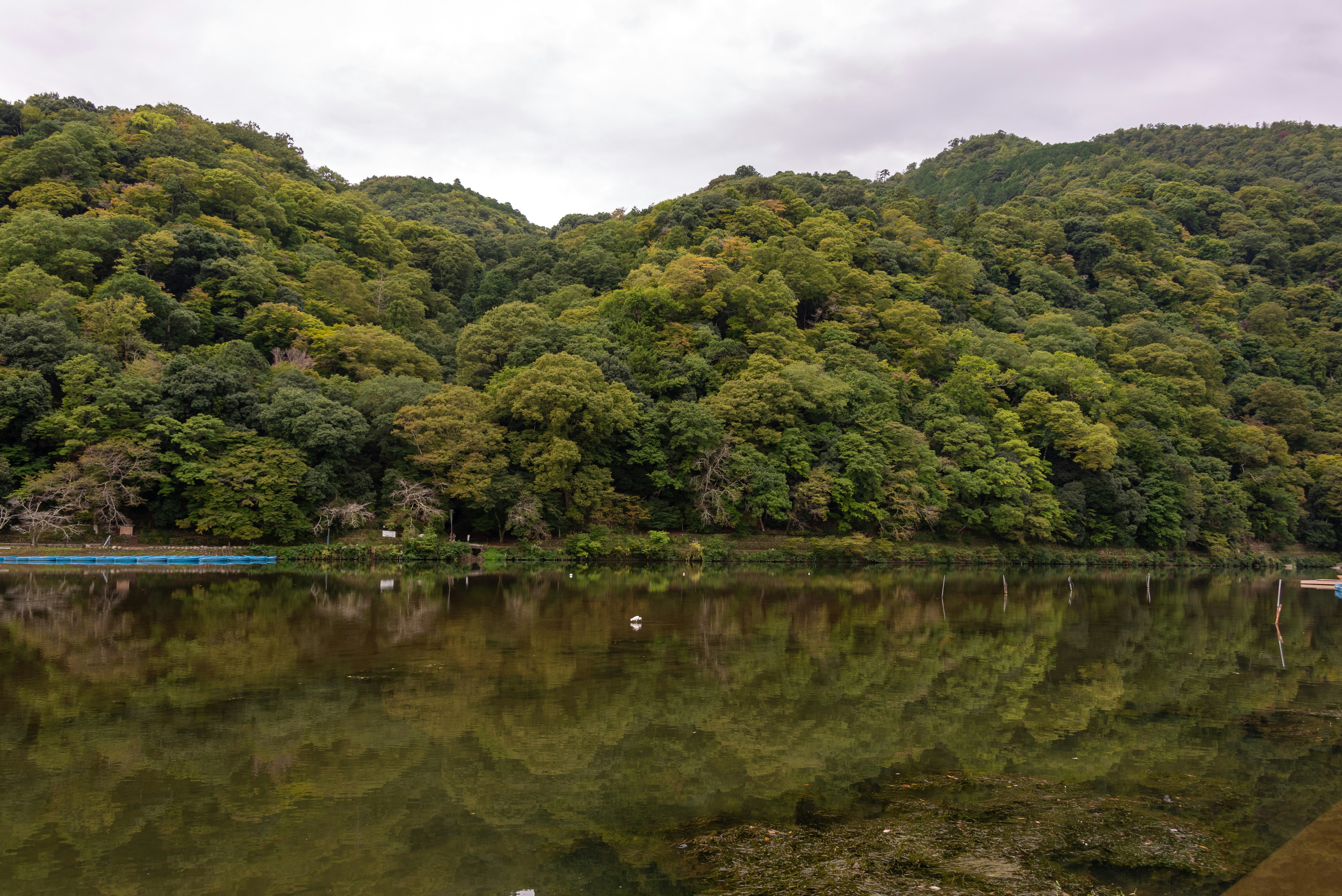 A body of water surrounded by a forest