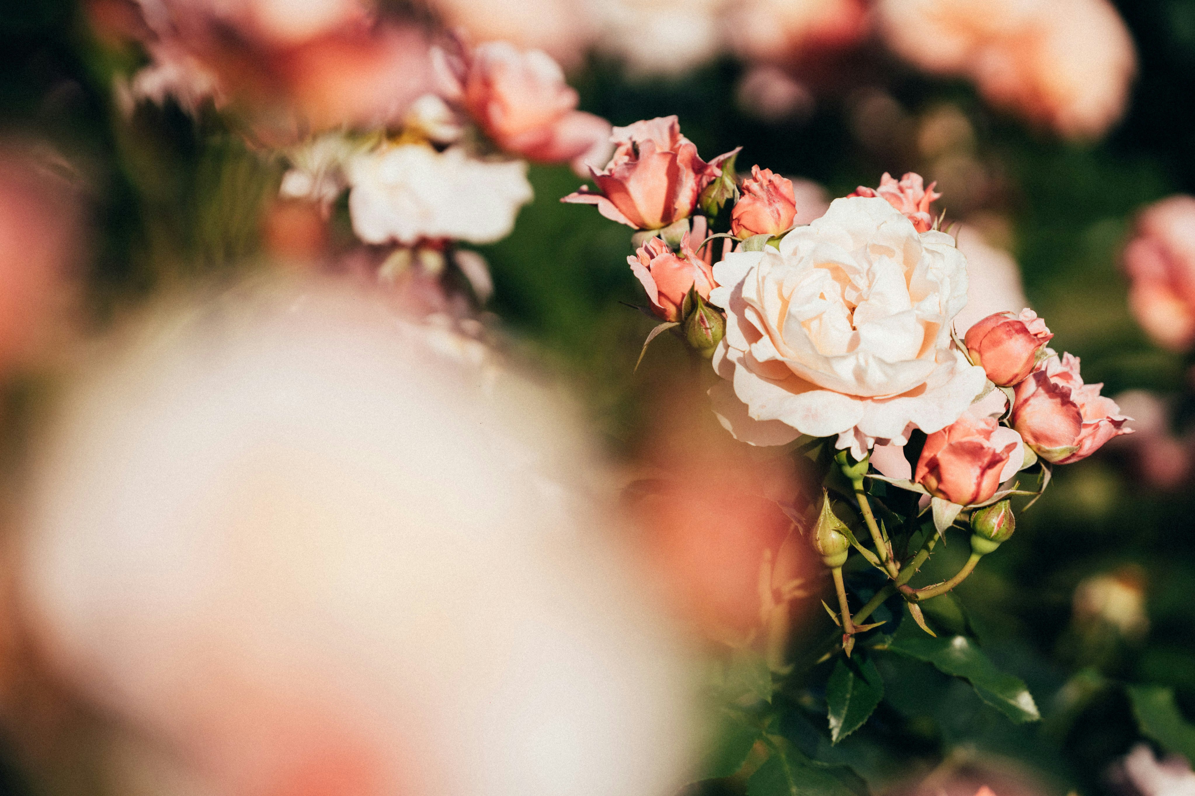 Photo by tsuyoshikozu