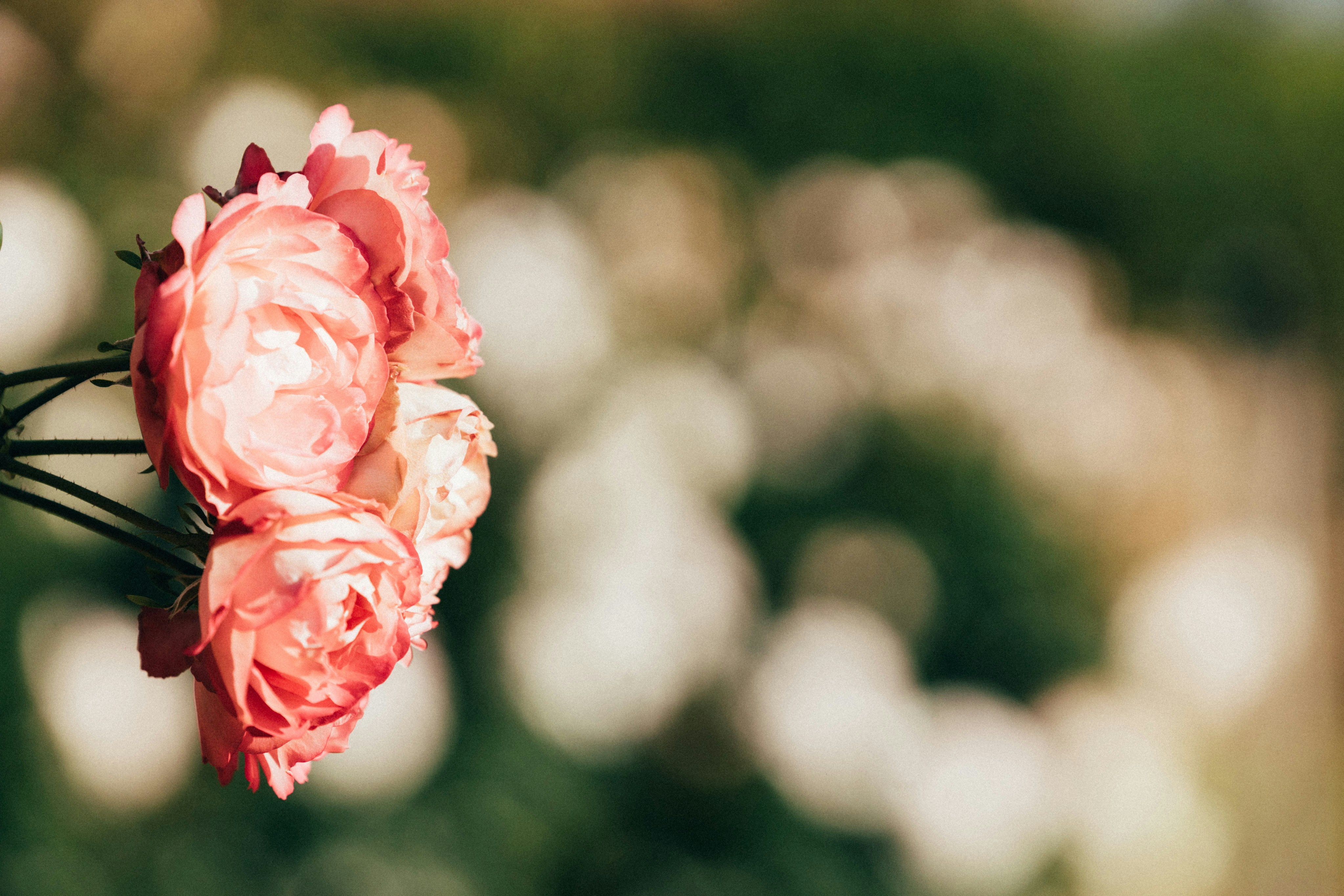 Photo by tsuyoshikozu