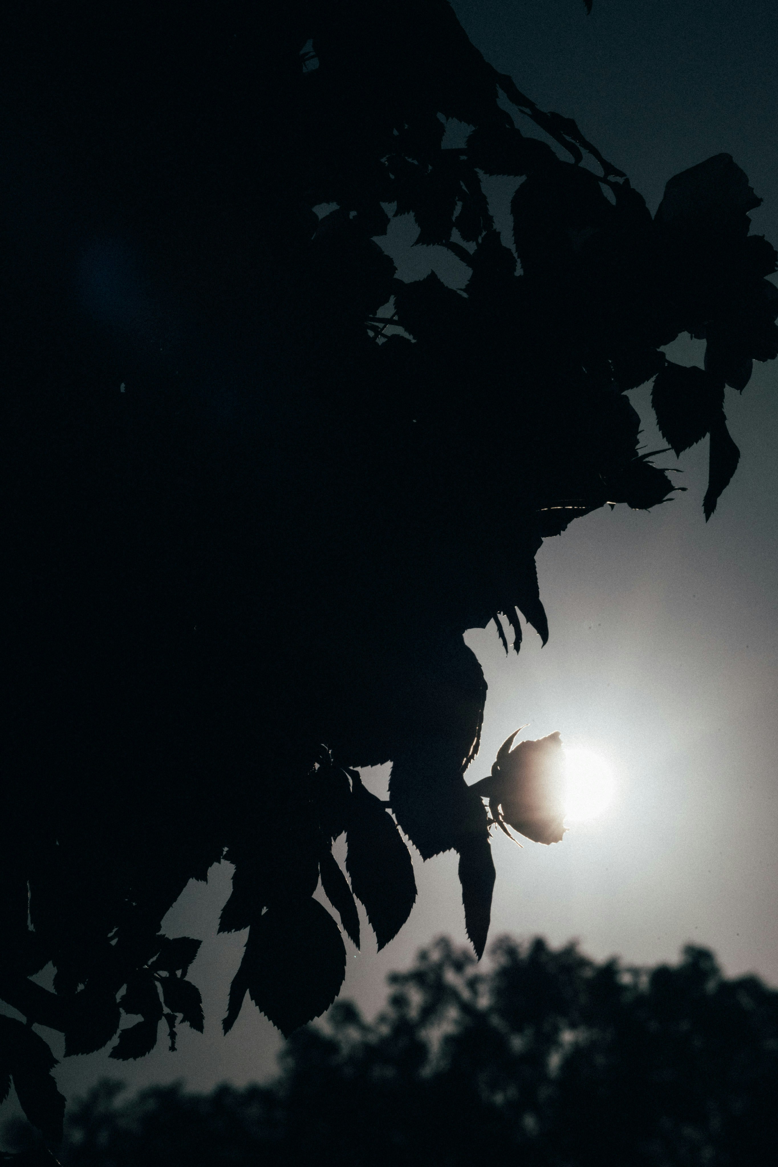 Photo by tsuyoshikozu