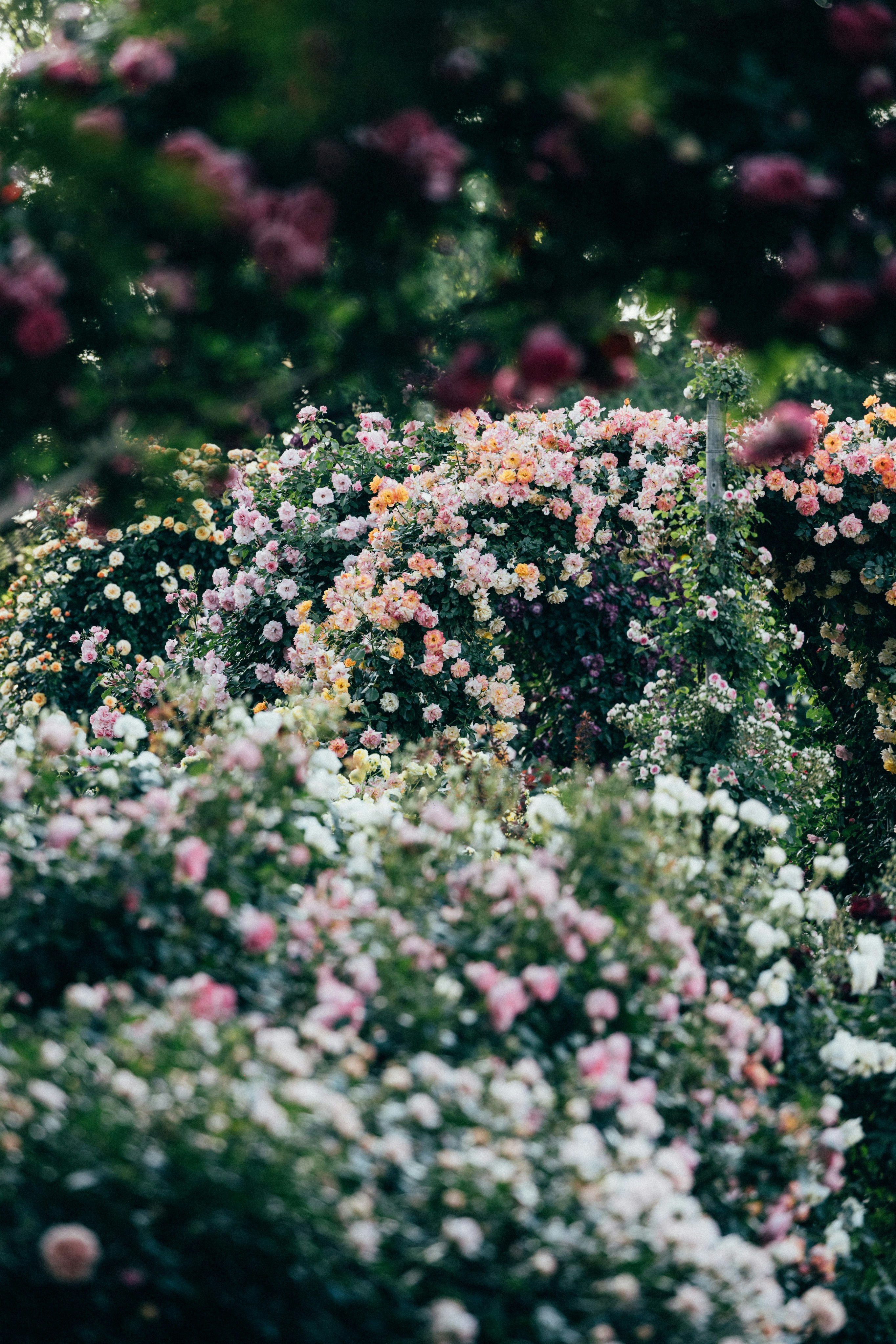 Photo by tsuyoshikozu