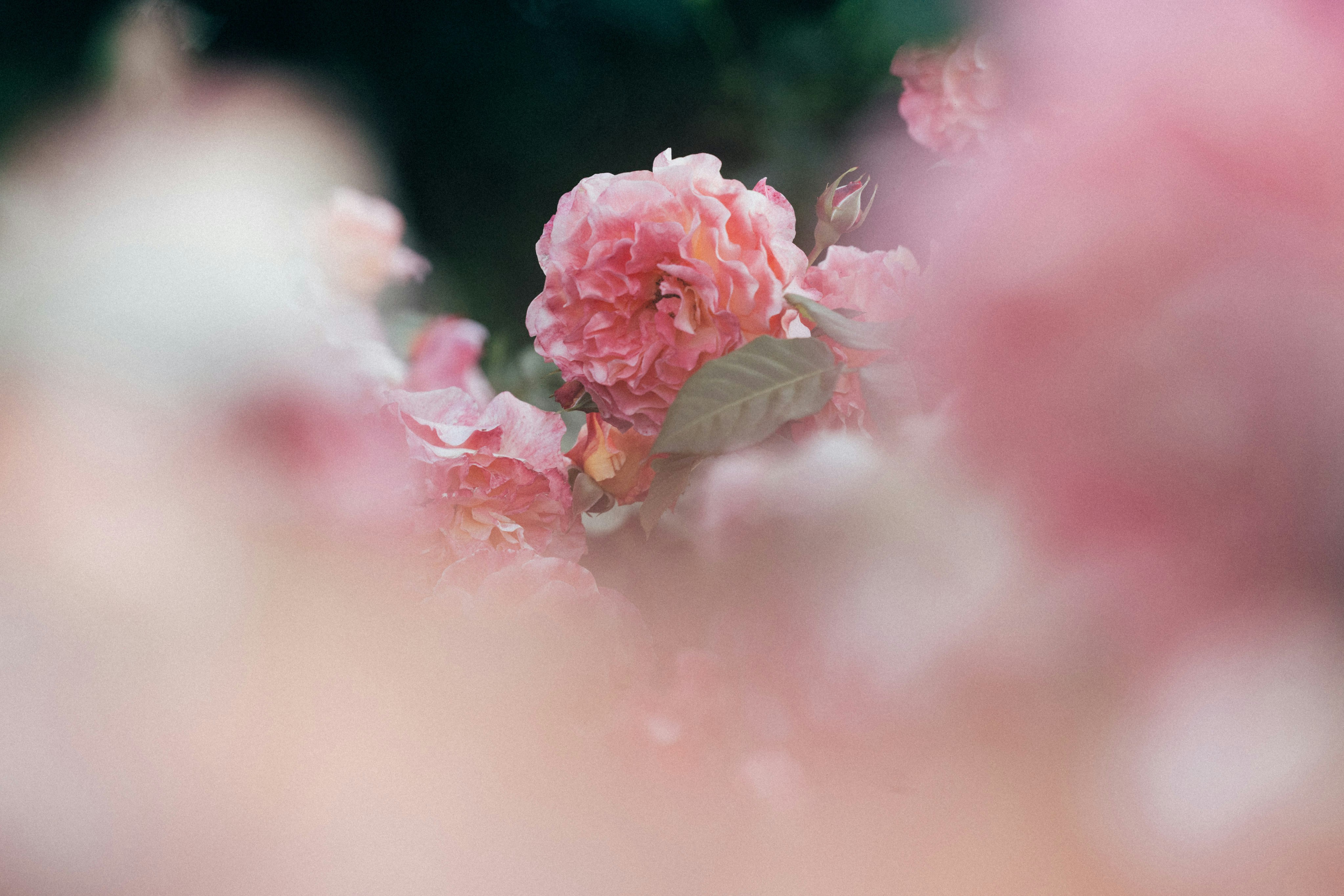 Photo by tsuyoshikozu