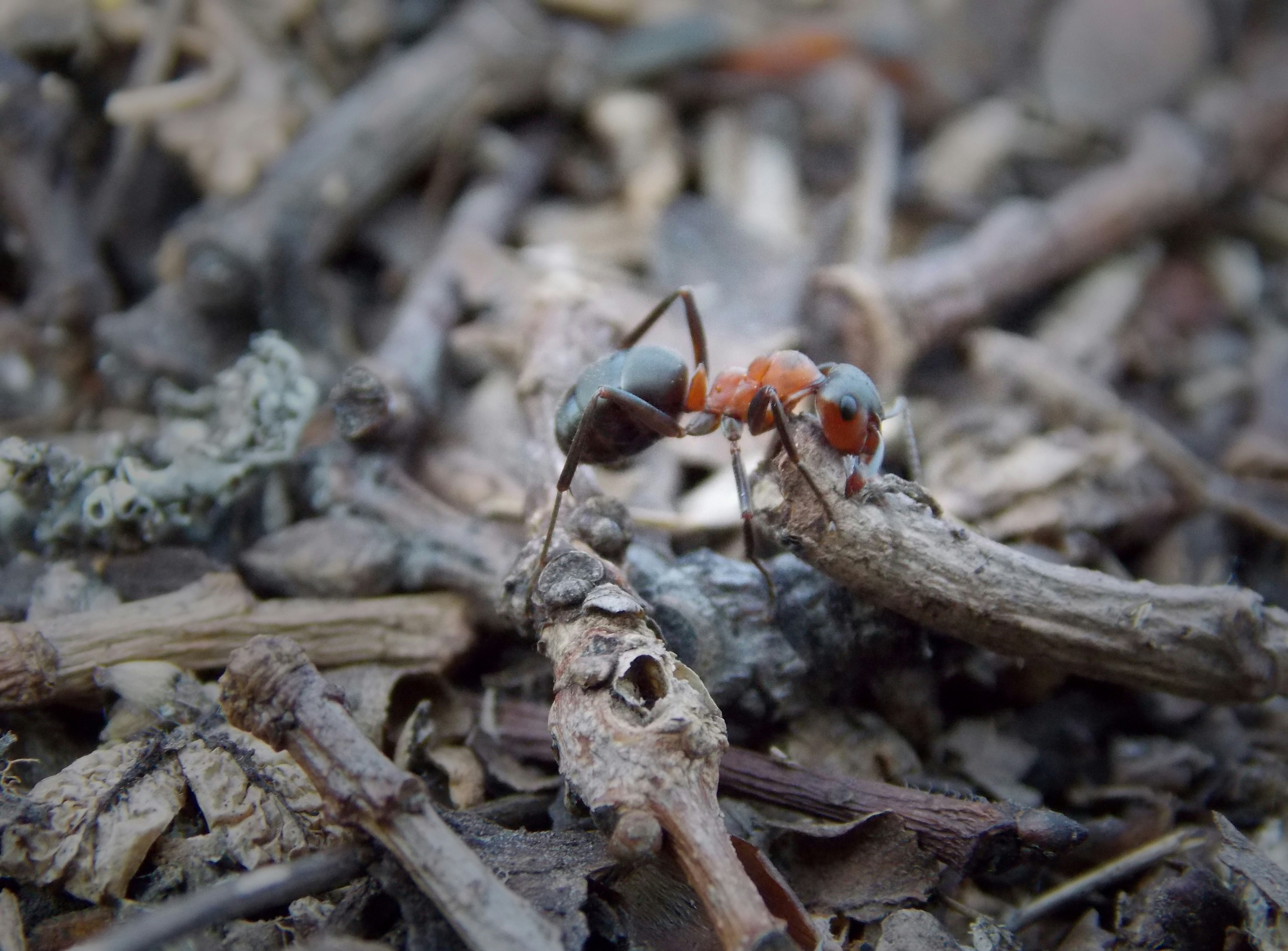 The Queen's Reign: Understanding Fire Ant Reproduction (image credits: unsplash)
