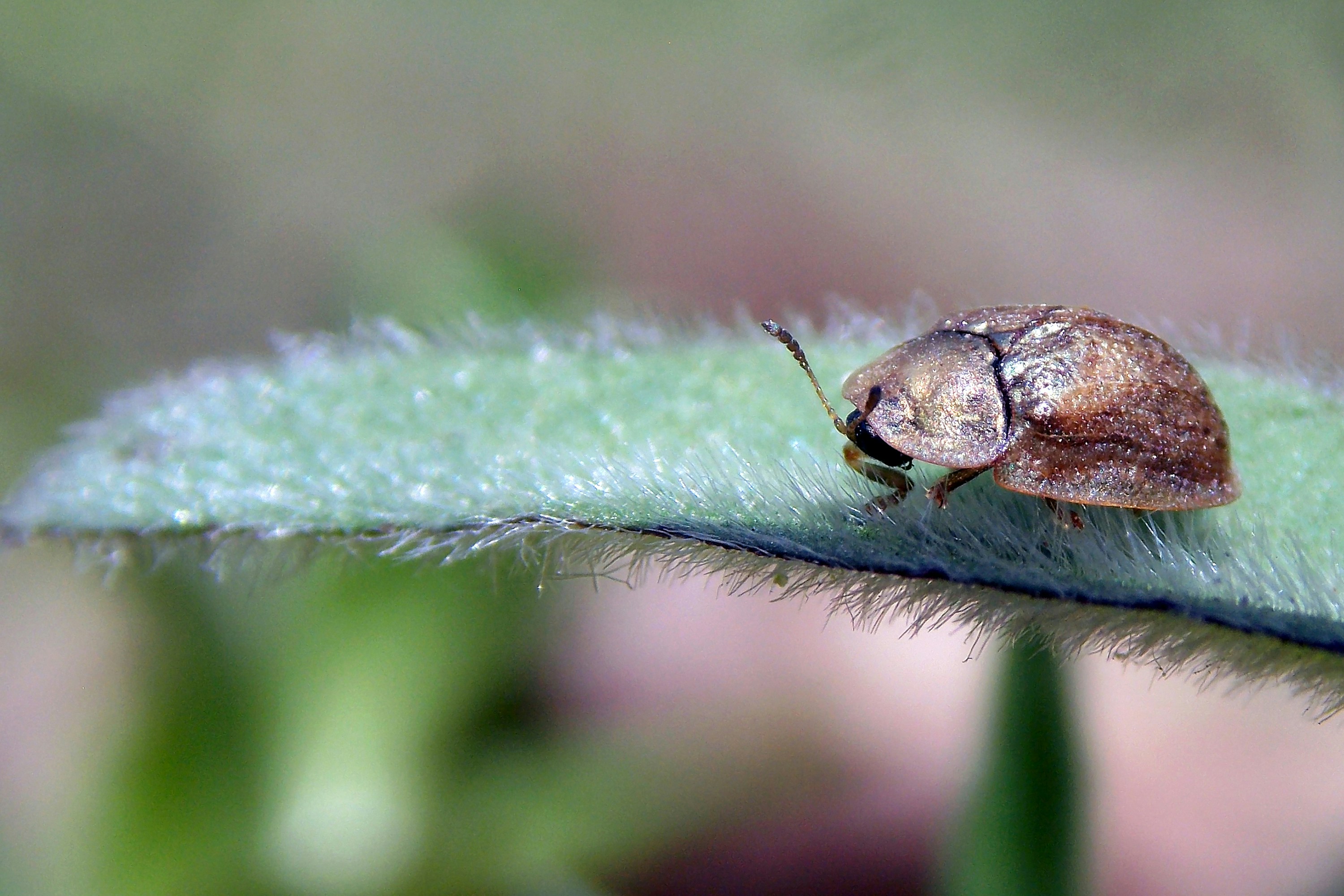 A close up of a bug on a leaf