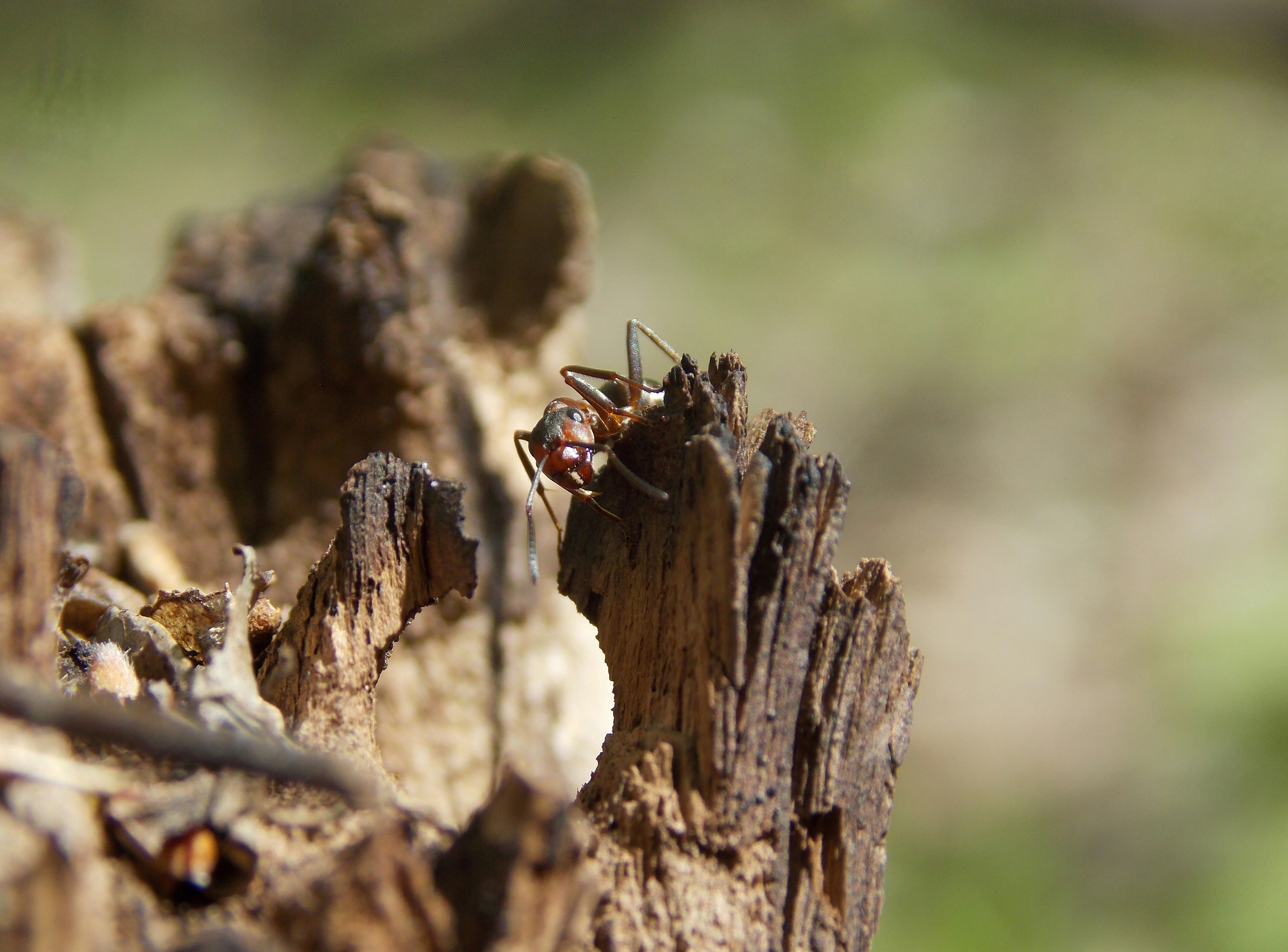 A couple of flies sitting on top of a piece of wood
