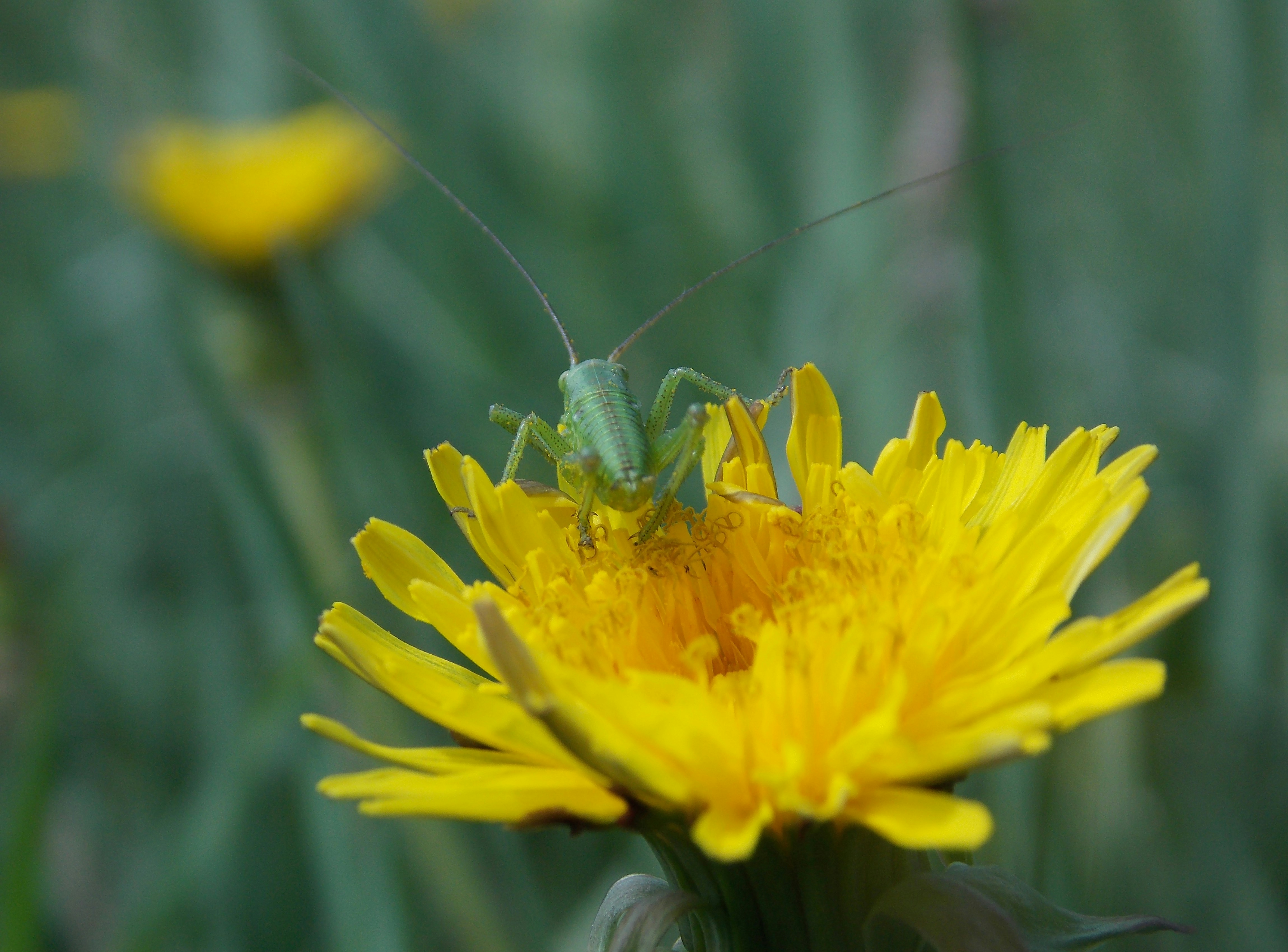 A grasshopper sitting on a yellow flower