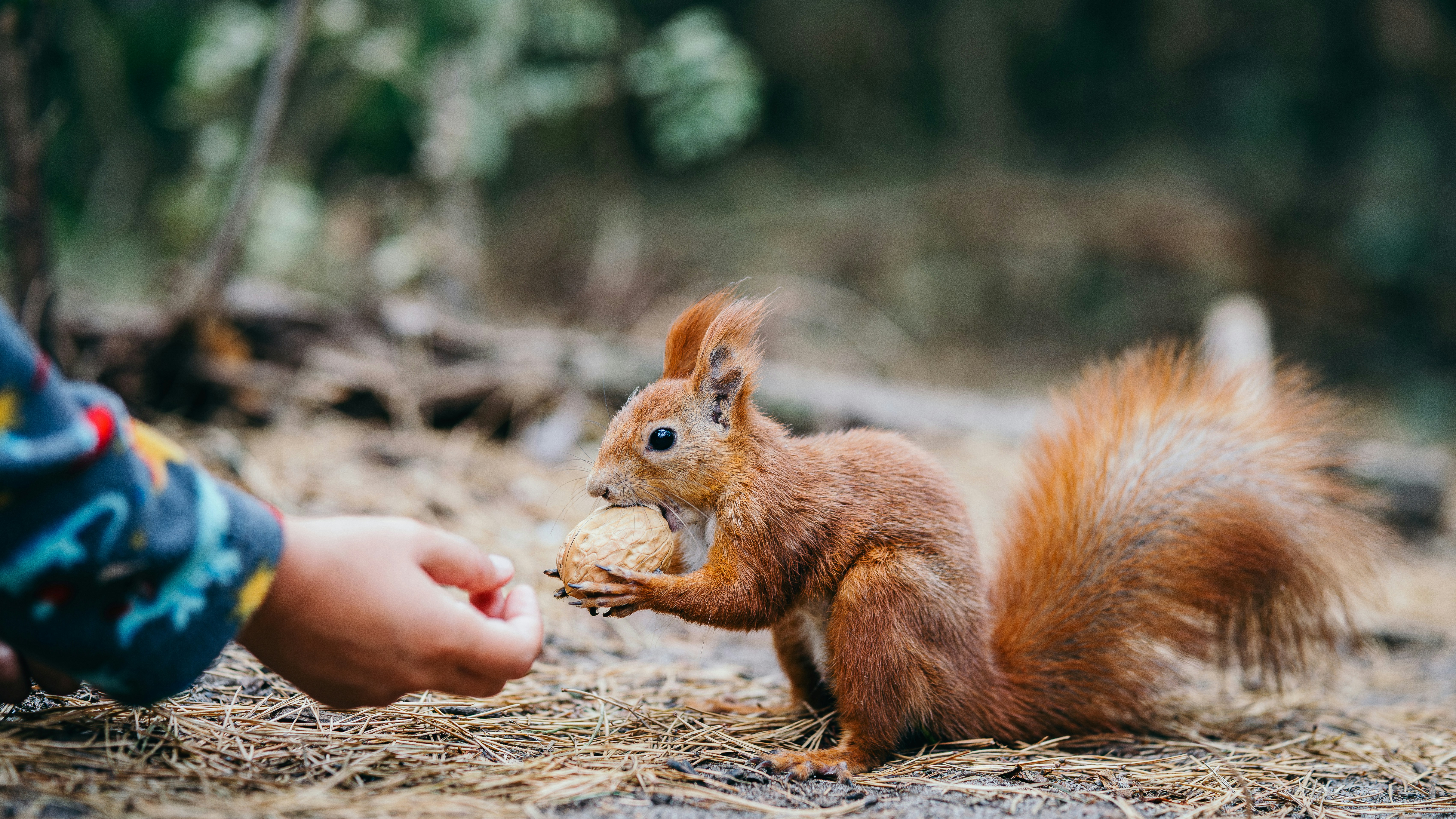 A small squirrel is eating a piece of food