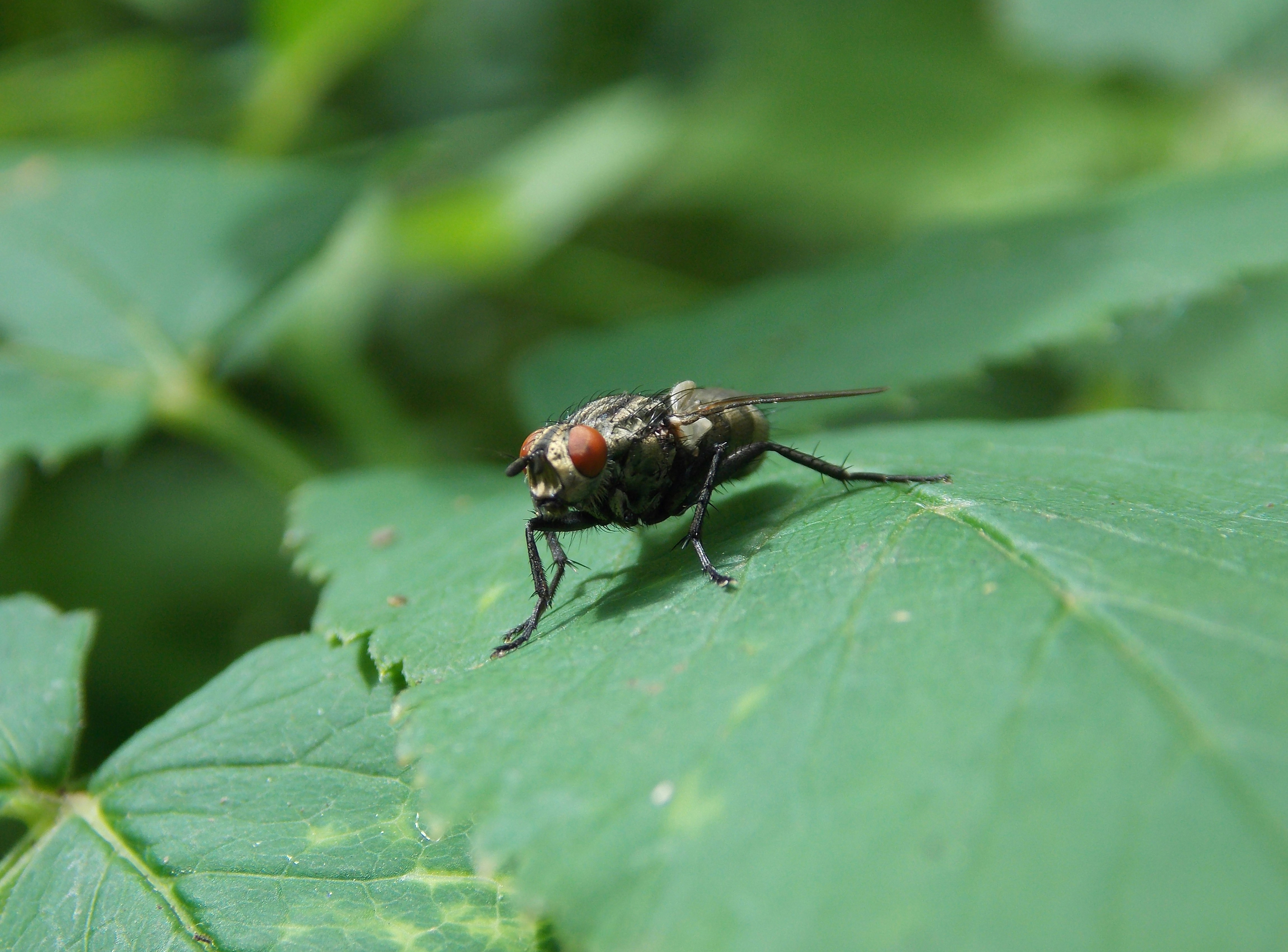A fly sitting on top of a green leaf